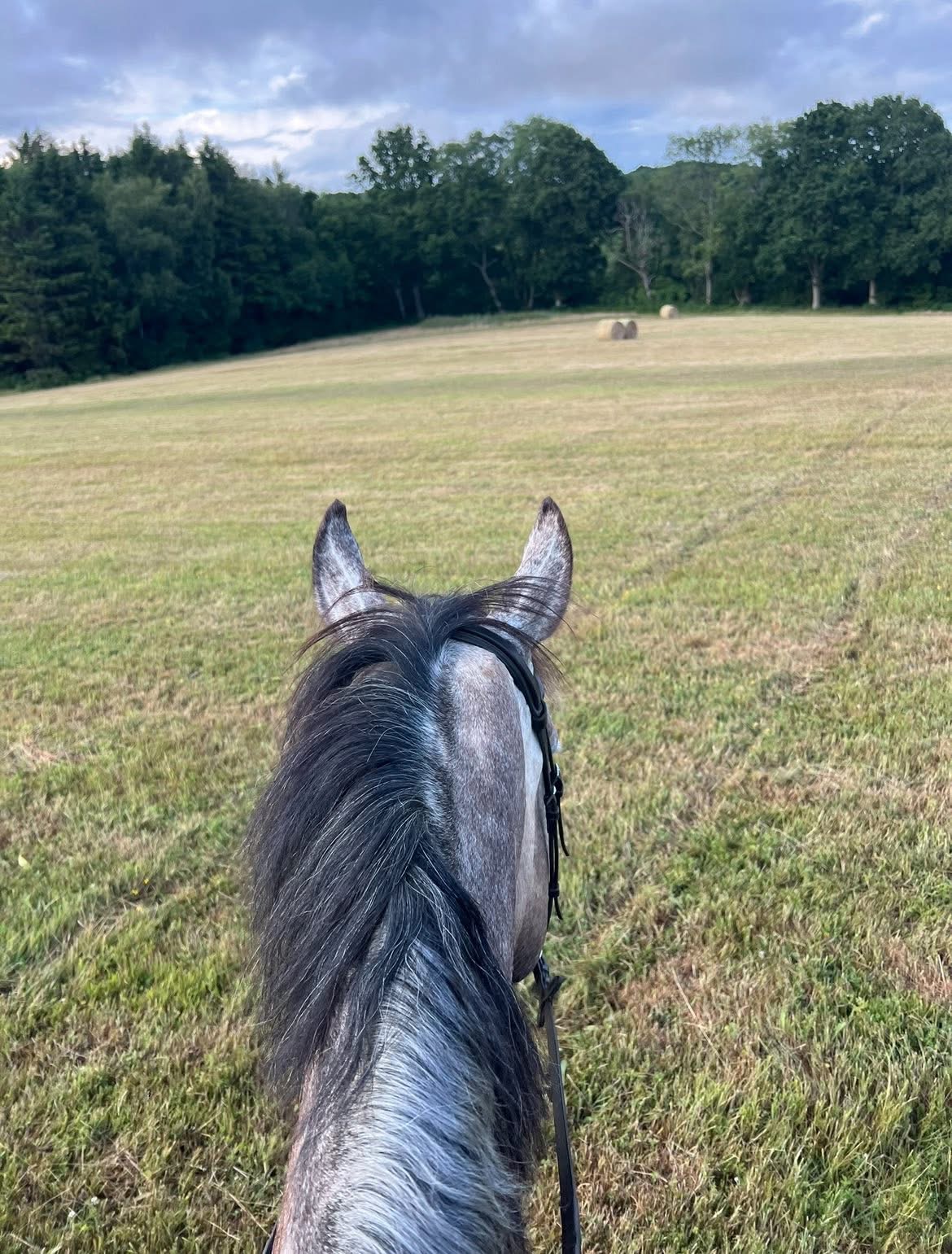 Spilsted equestrian photo 3