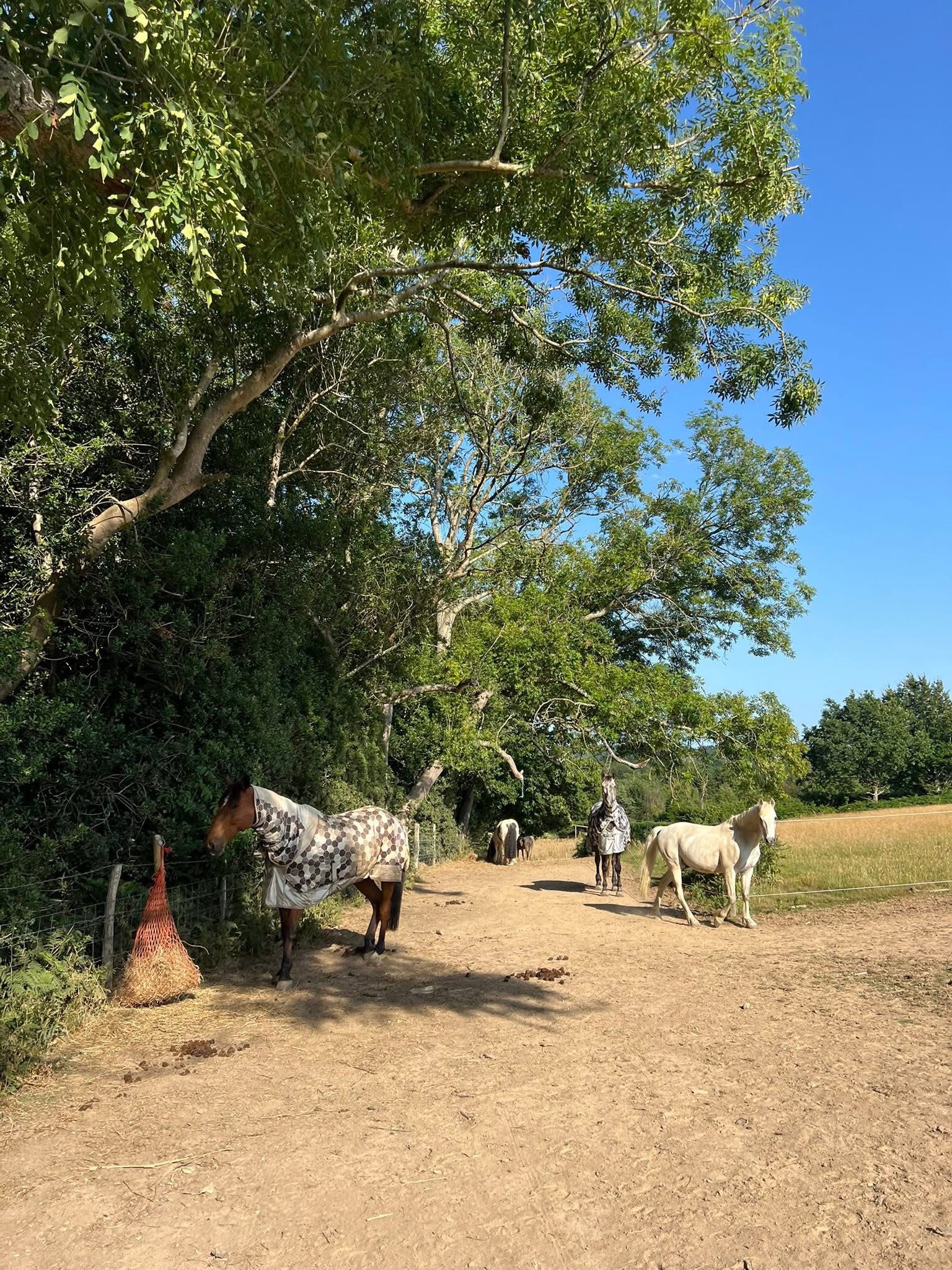 Spilsted equestrian photo 4