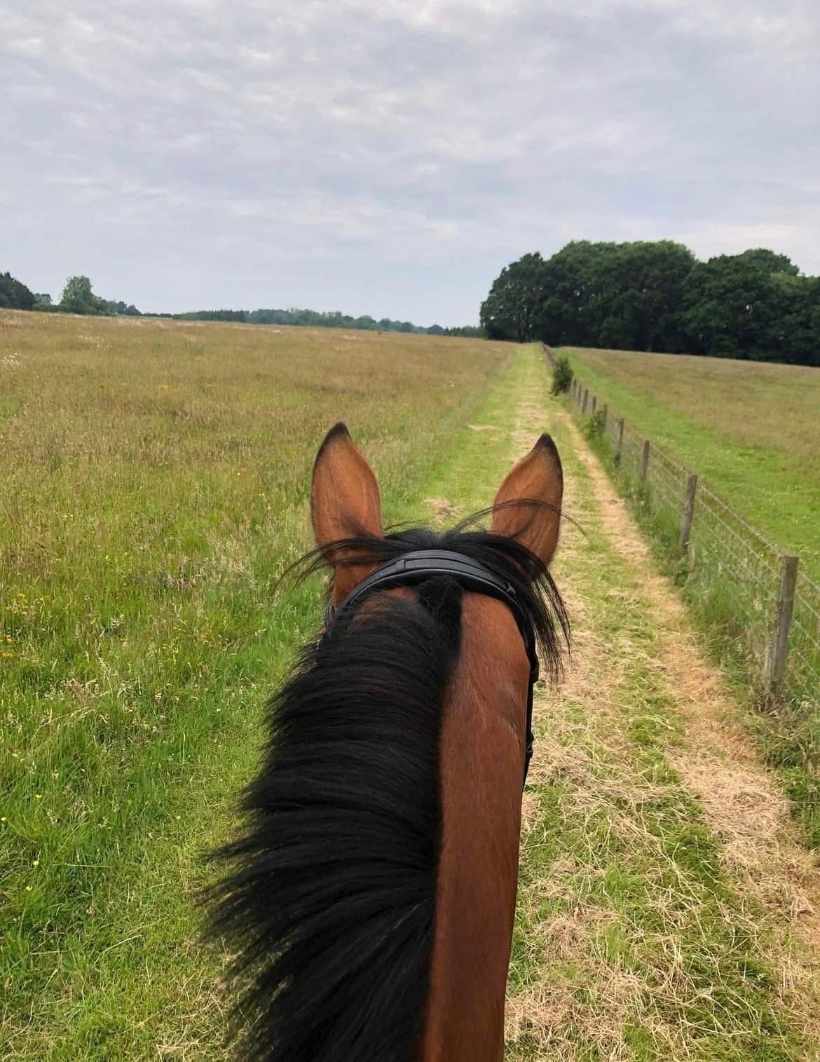 Spilsted equestrian photo 5