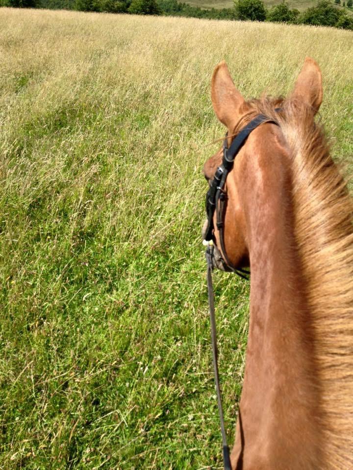 Fur-Ever Covered- Equine and Pet Care Service photo 2