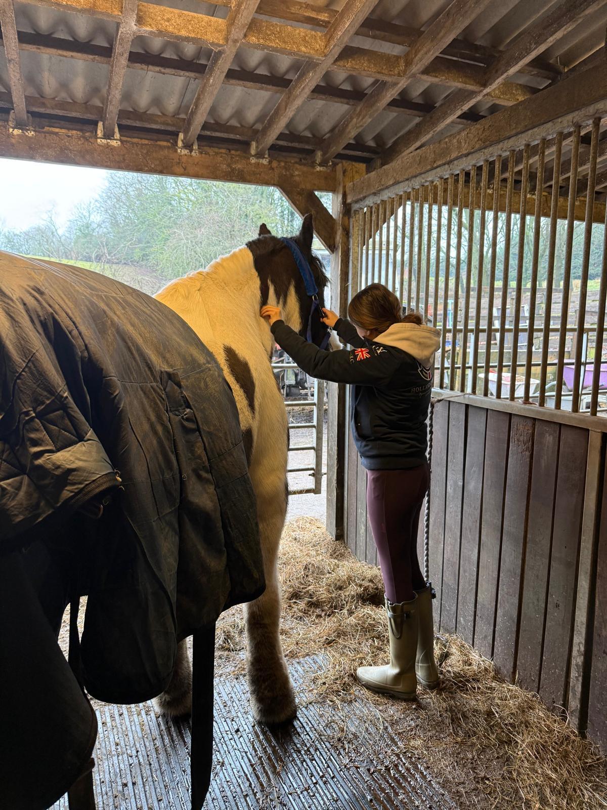 r.m equine massage
