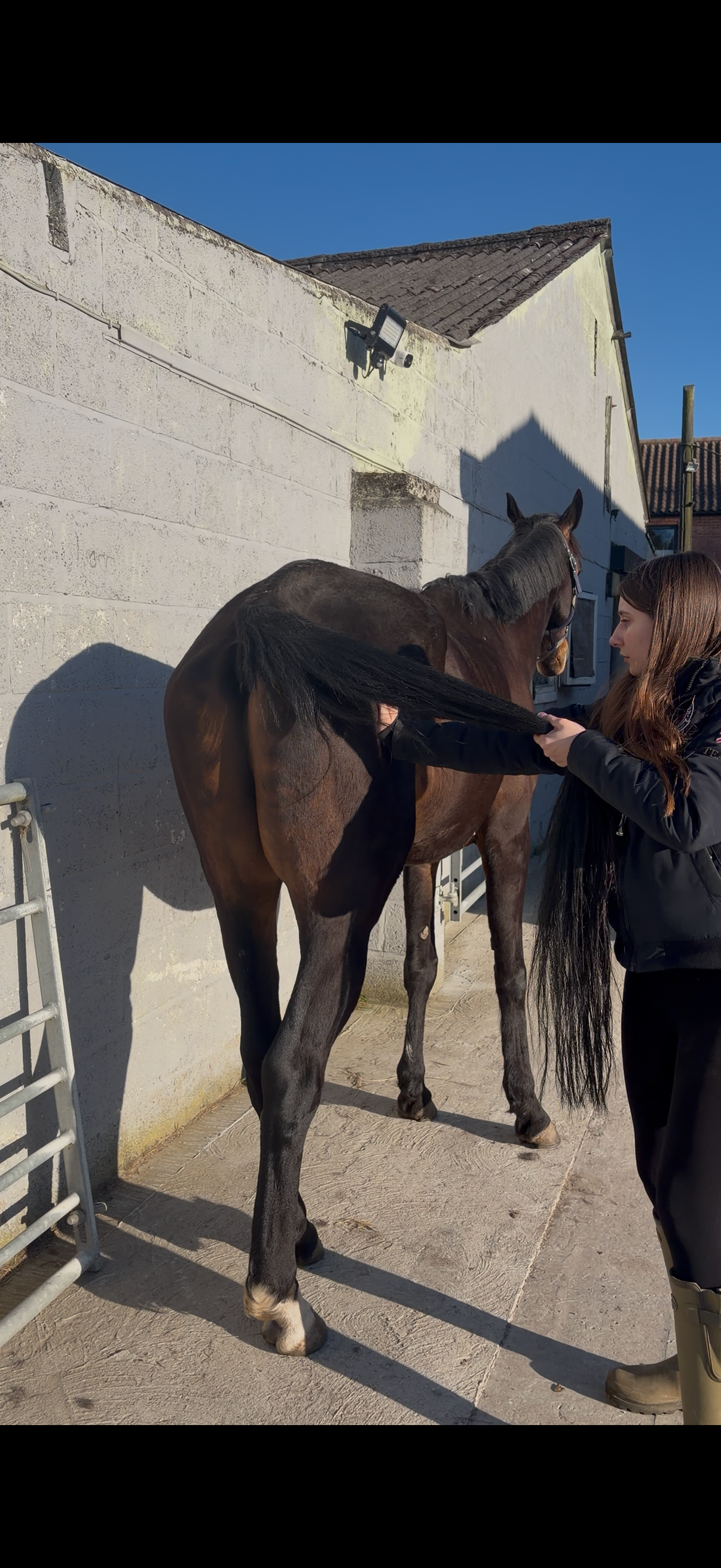 r.m equine massage photo 3