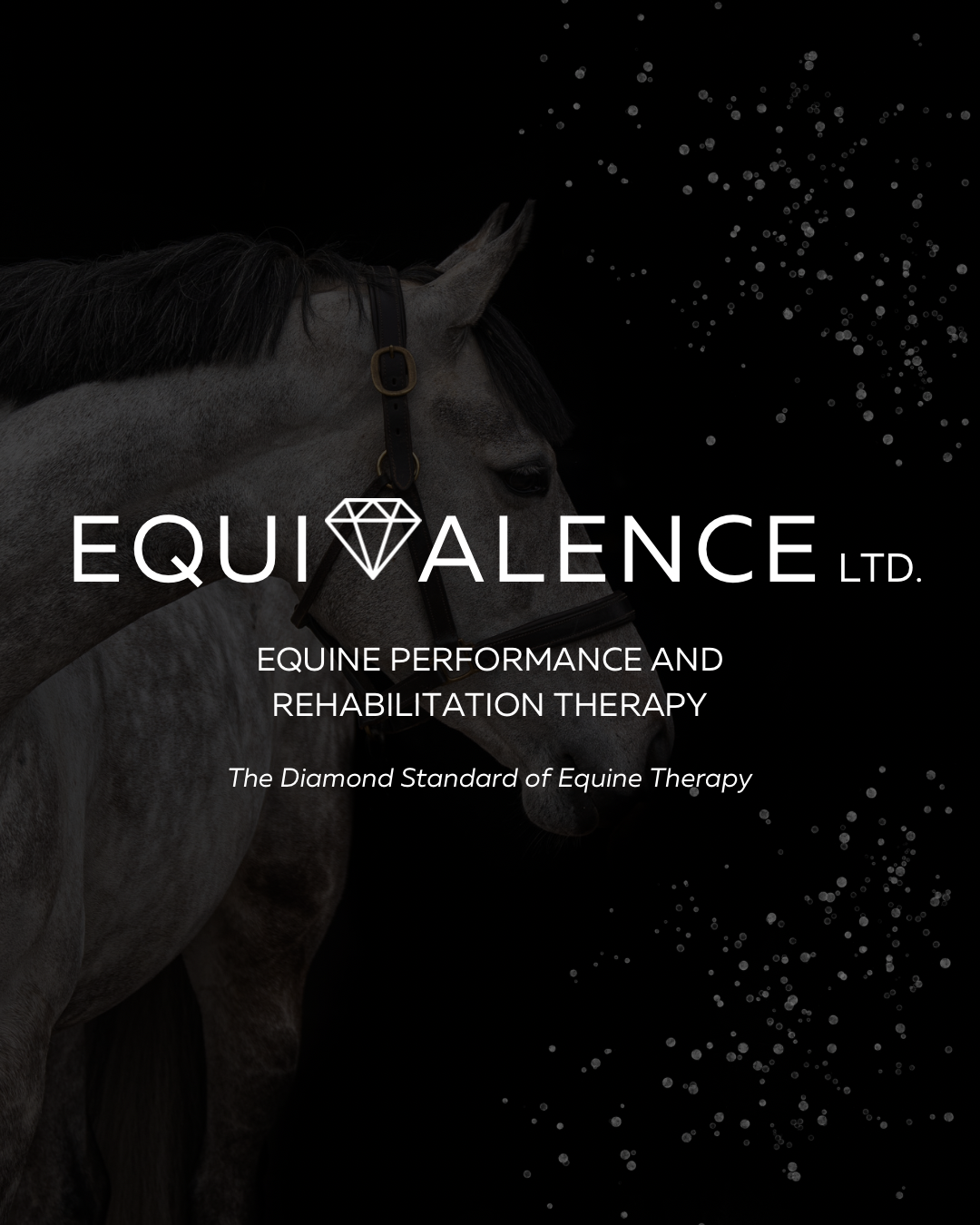 Sarah Morris - Equivalence Ltd - Equine Manual Therapy UK photo 1