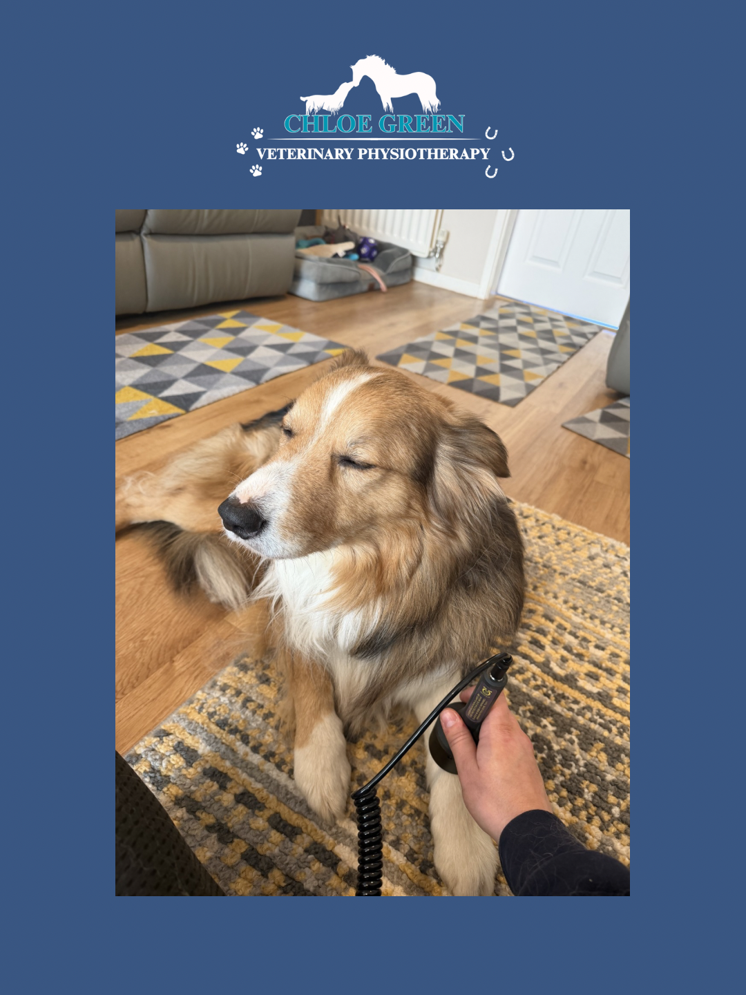 Chloe Green Vet Physio photo 2