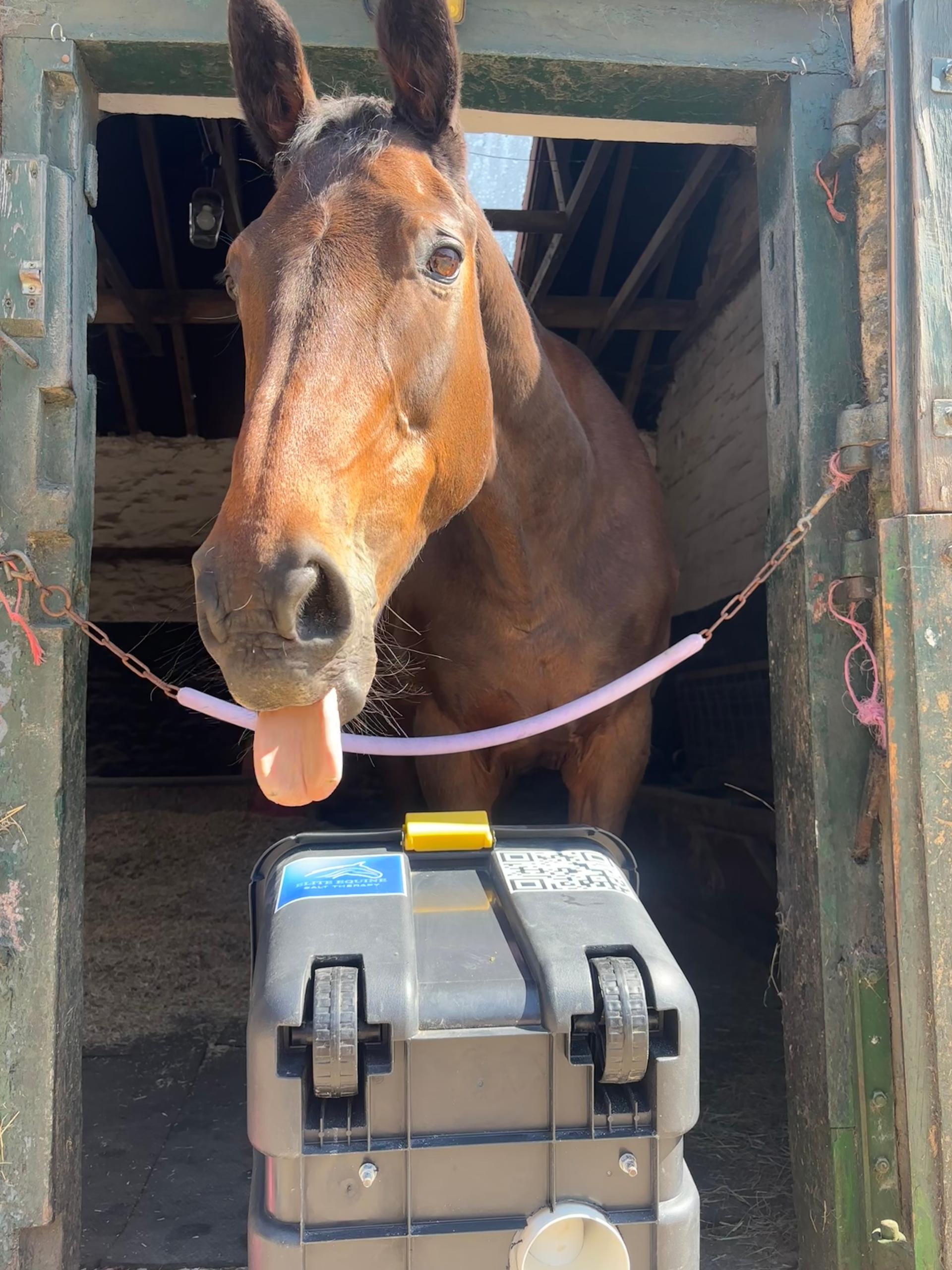 Elite Equine Salt Therapy photo 3