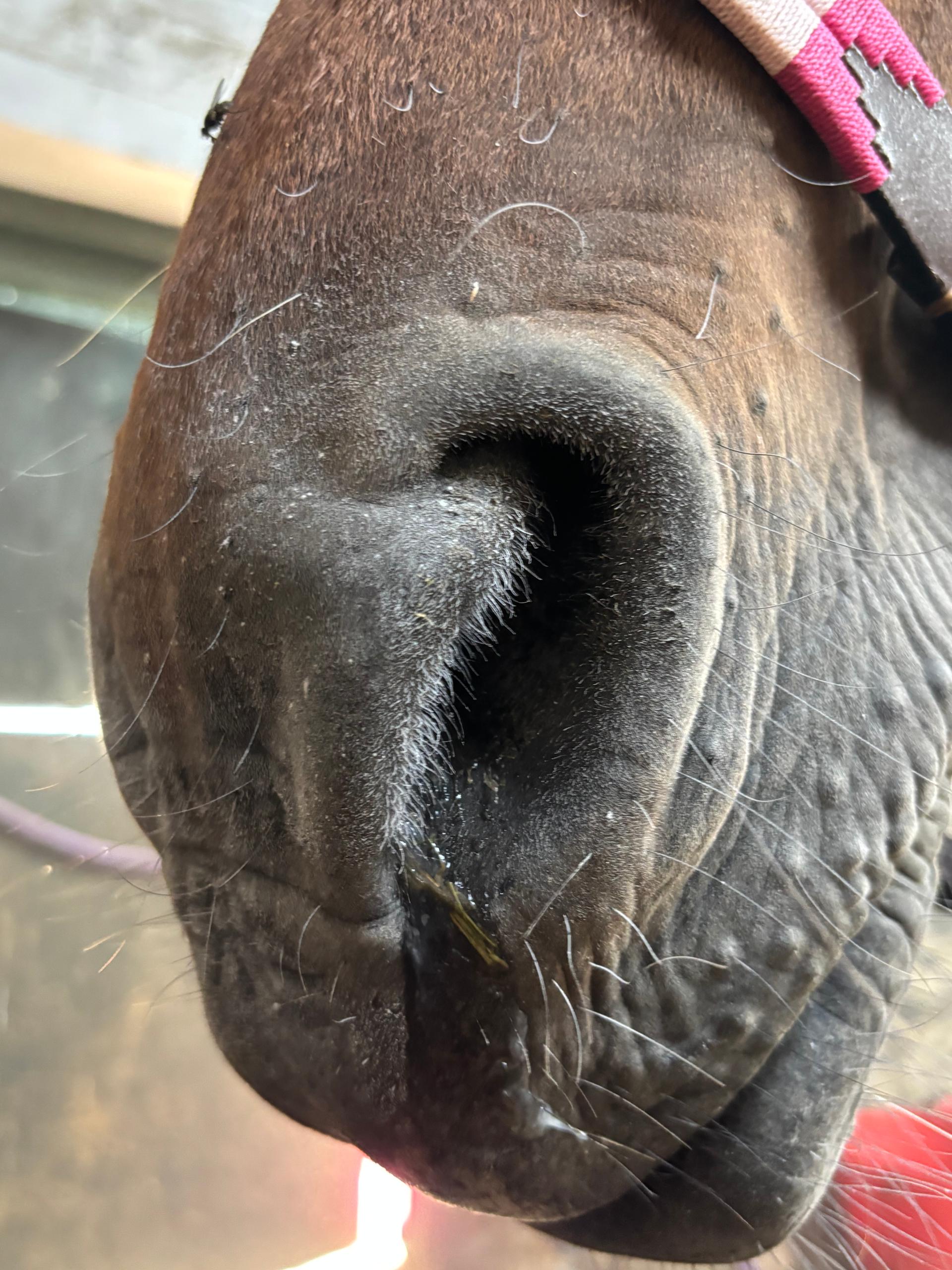 Elite Equine Salt Therapy photo 5