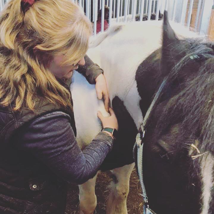 RJ Equine sports Massage photo 1