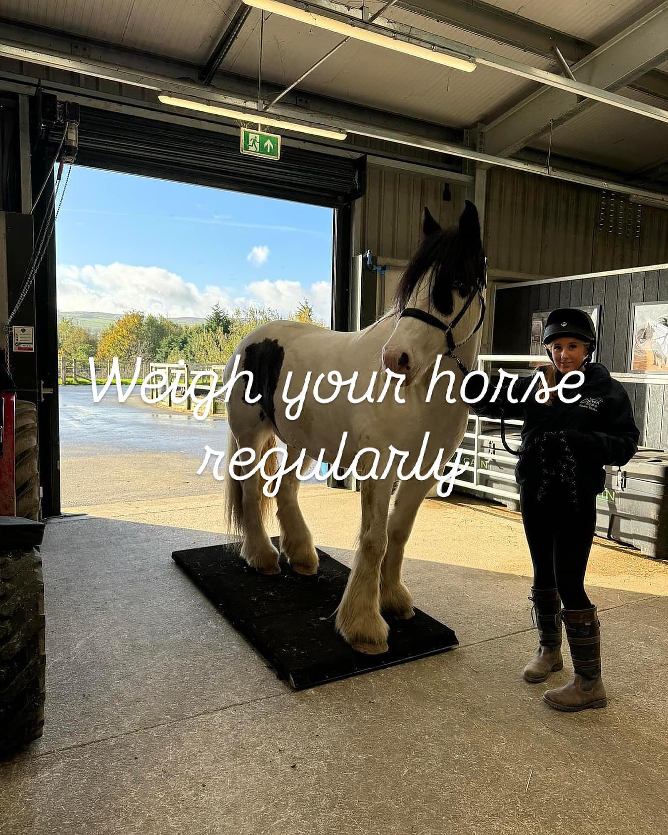 Equestrian Products