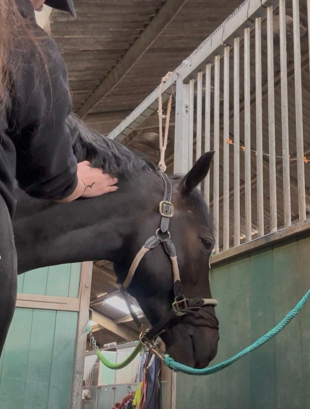 Equine sports massage therapist ESMT
