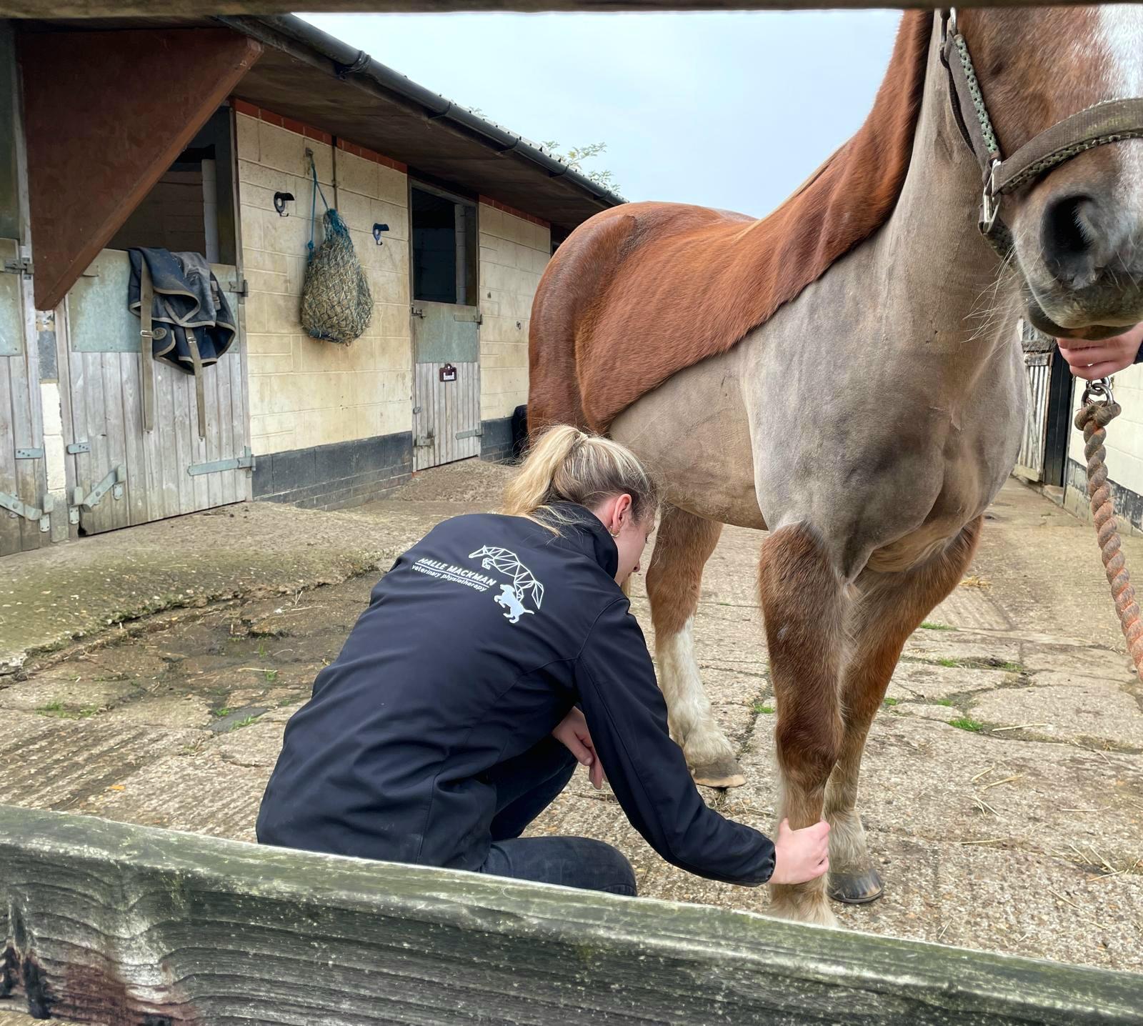 Halle Mackman Veterinary Physiotherapy photo 2