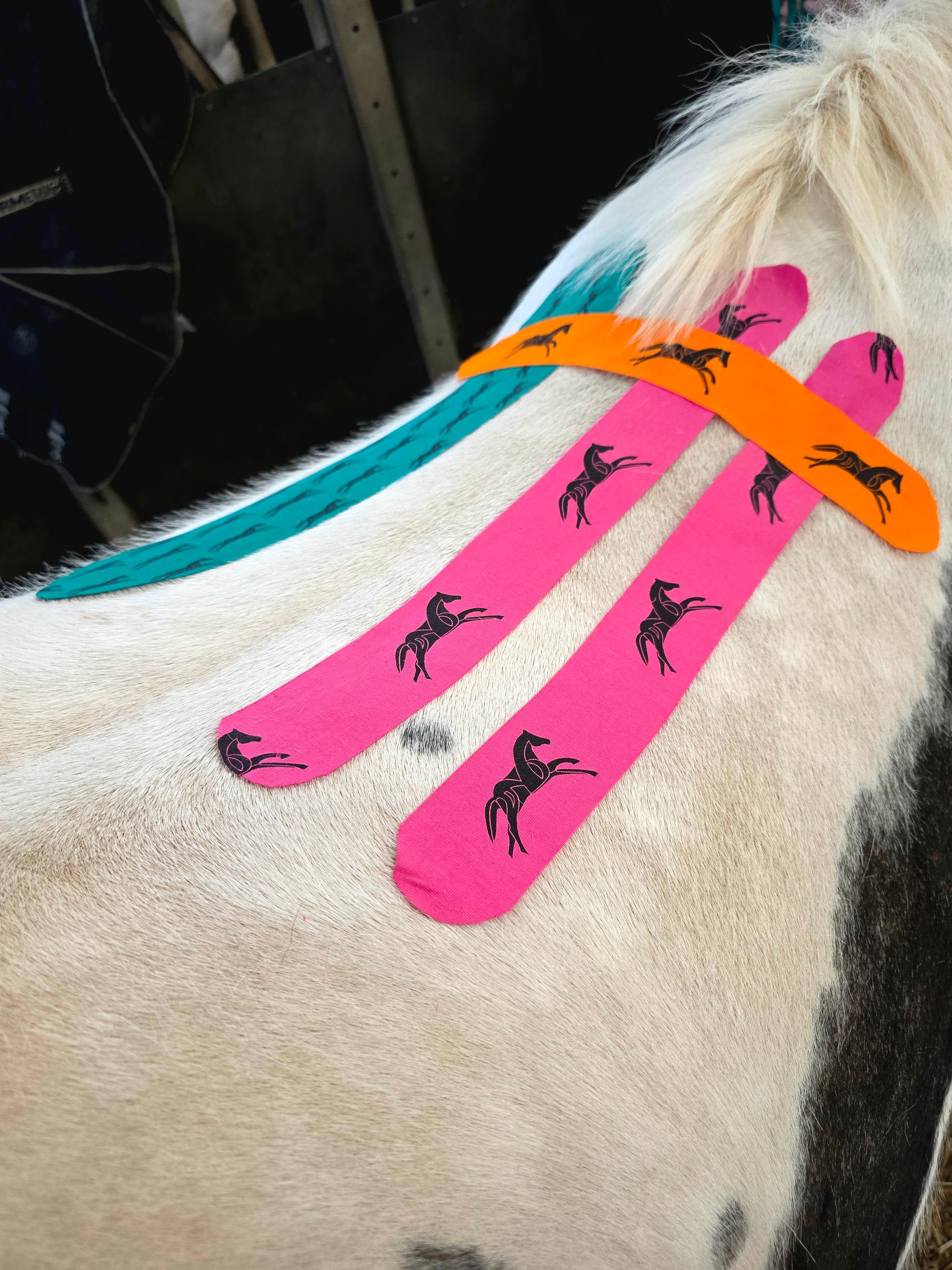 Halle Mackman Veterinary Physiotherapy photo 3