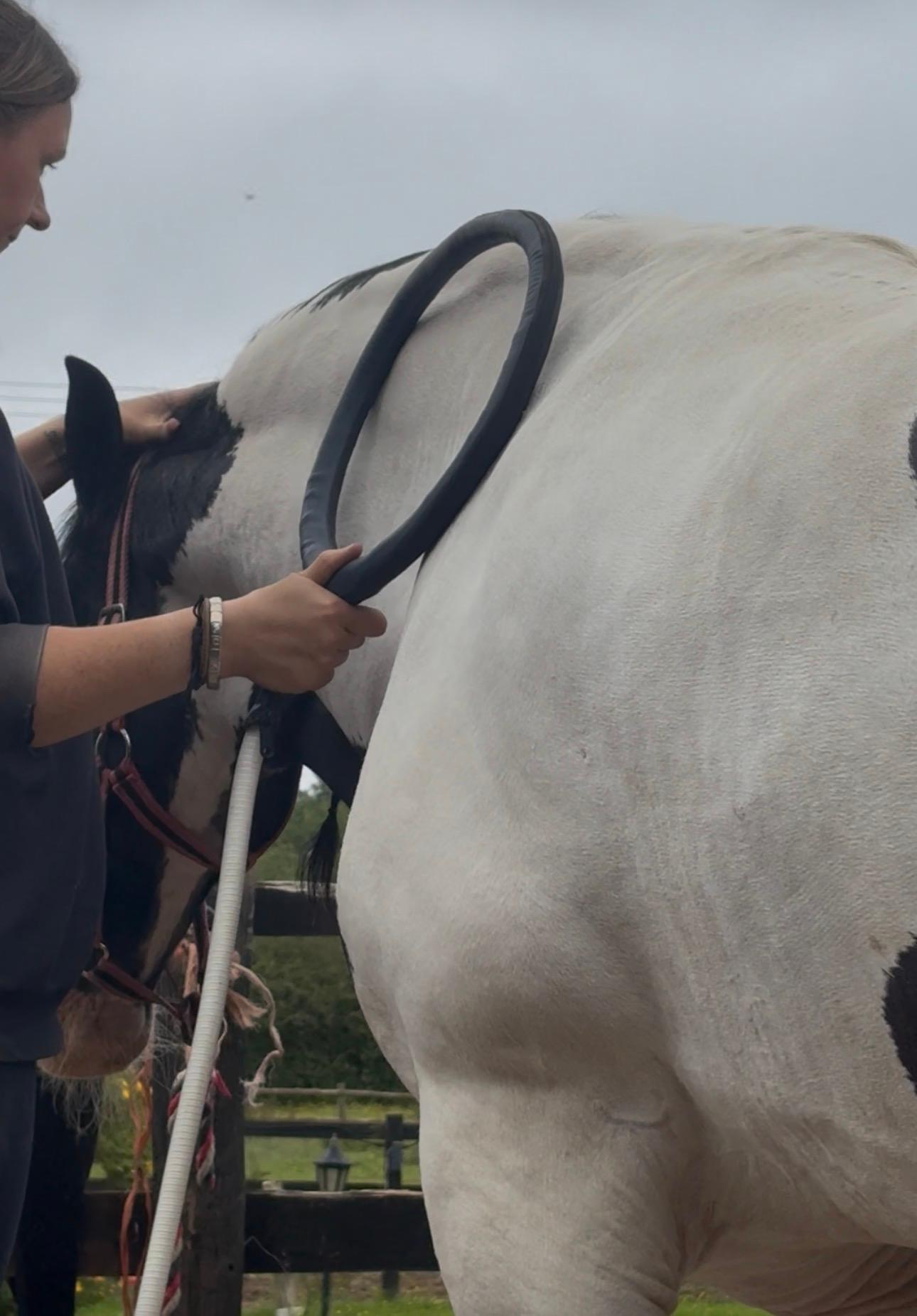 Becci Miller Equine Massage Practitioner photo 2