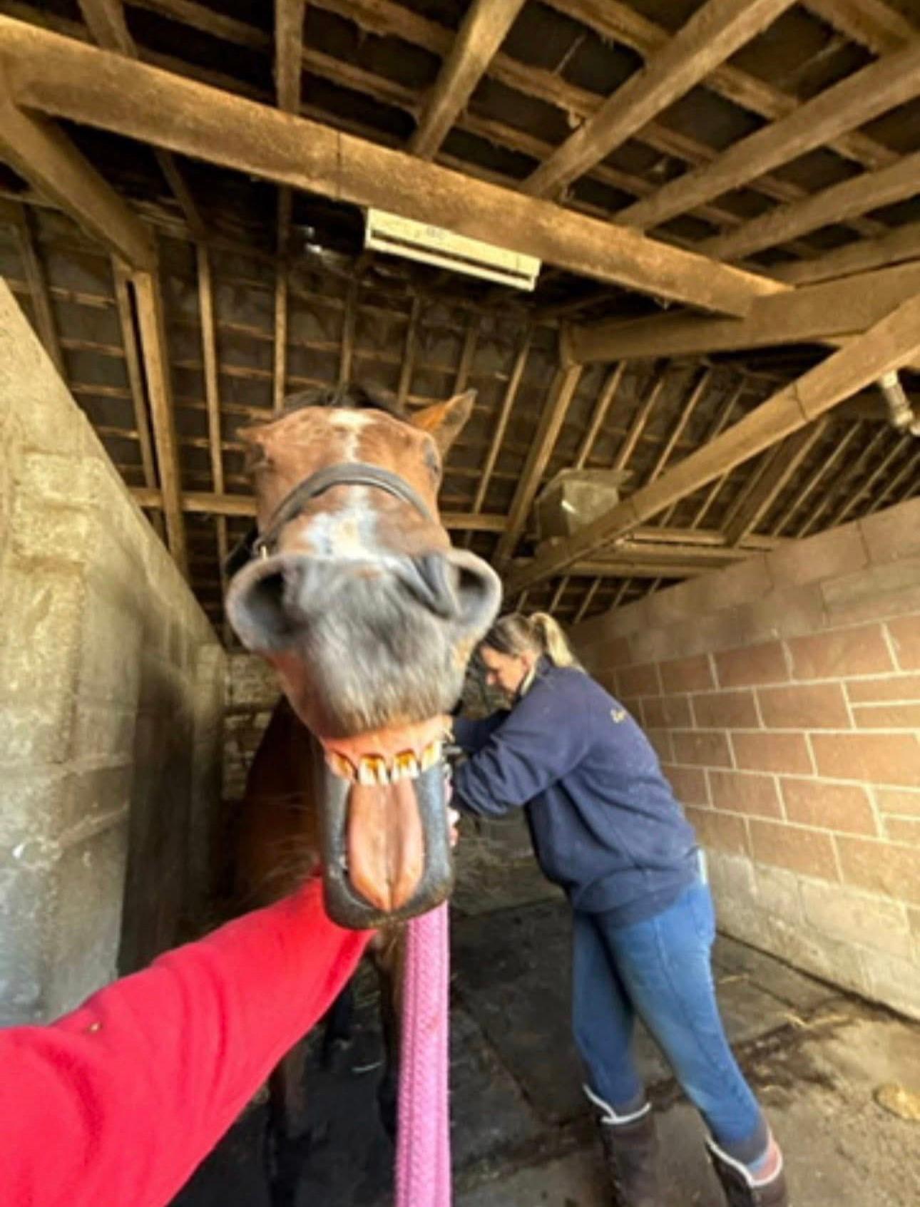 Becci Miller Equine Massage Practitioner photo 4