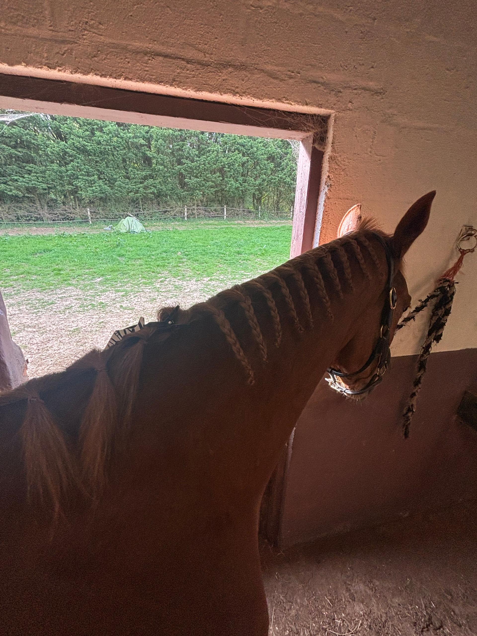 Grace Taylor Equestrian photo 2