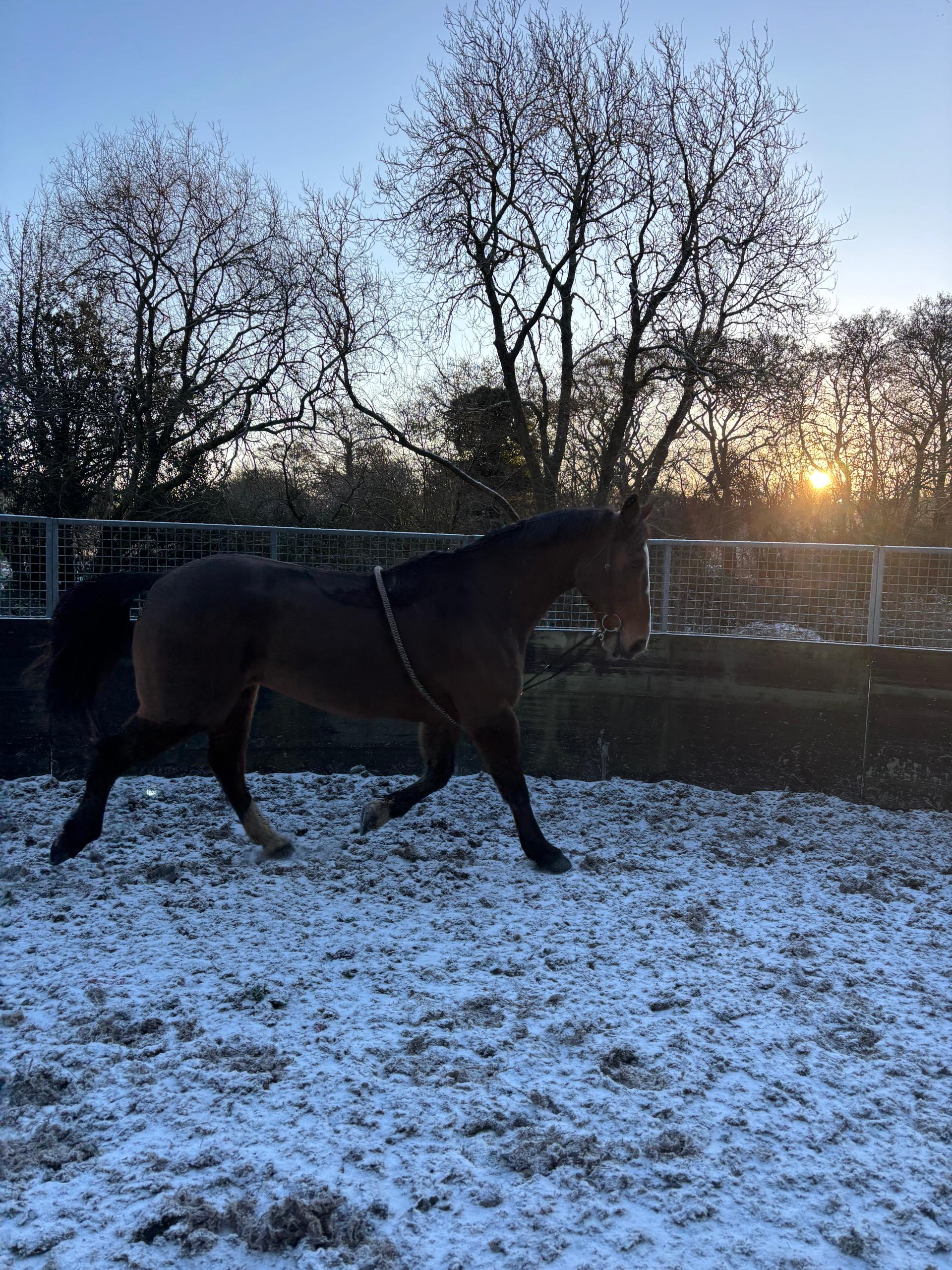 Grace Taylor Equestrian photo 4