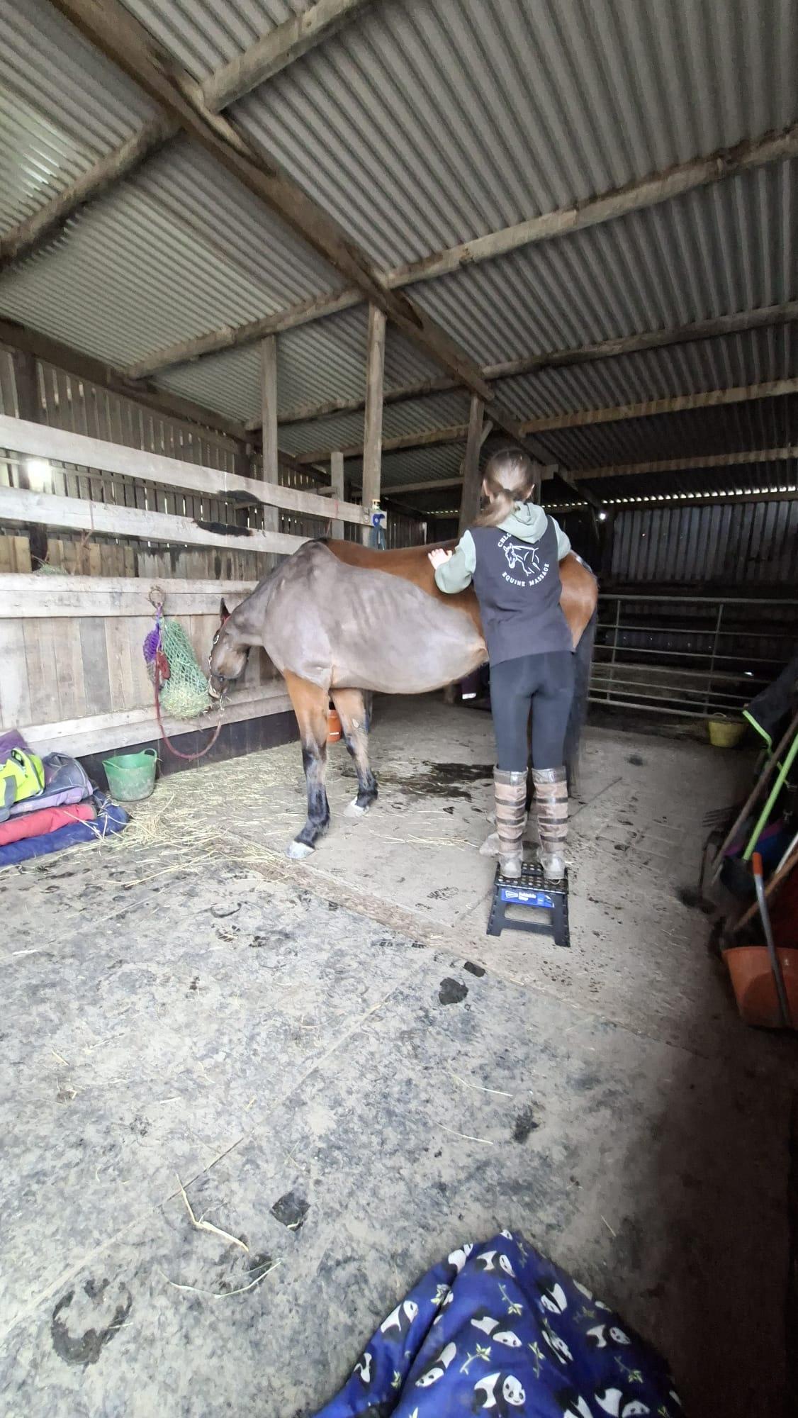 Chloe Leanne Equine Massage photo 1