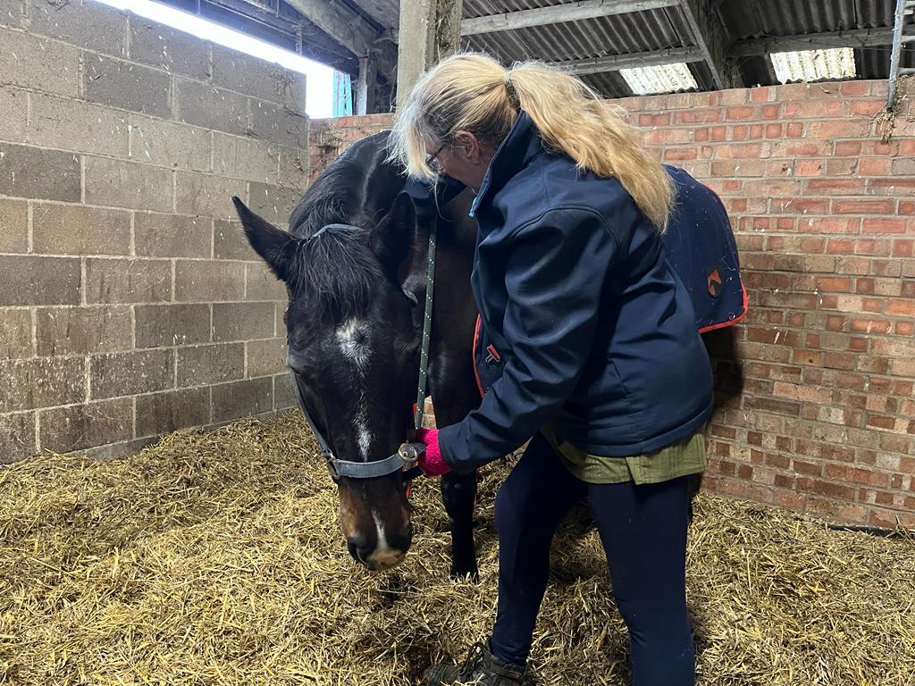 Equine Reset photo 3