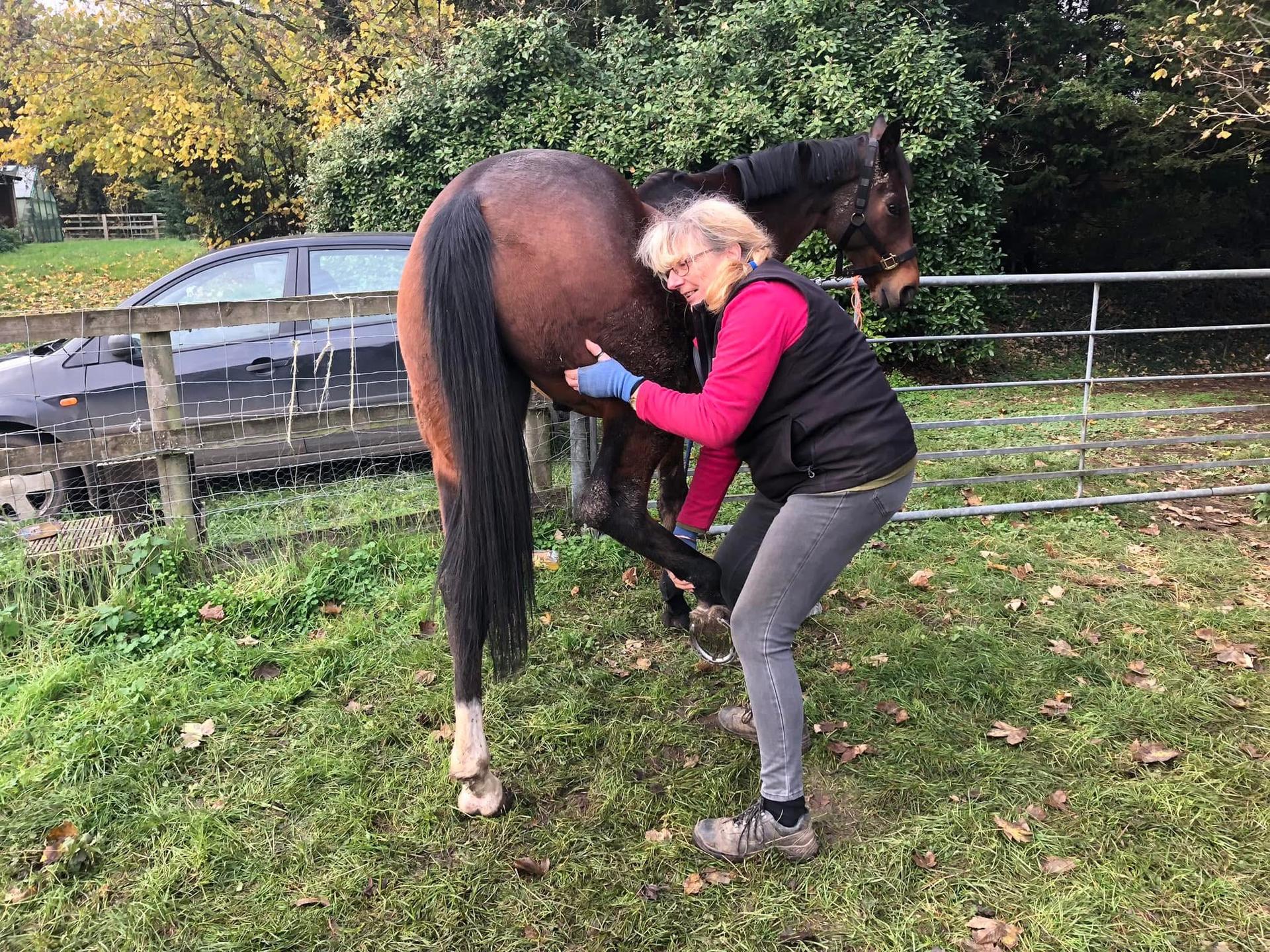 Equine Reset photo 4