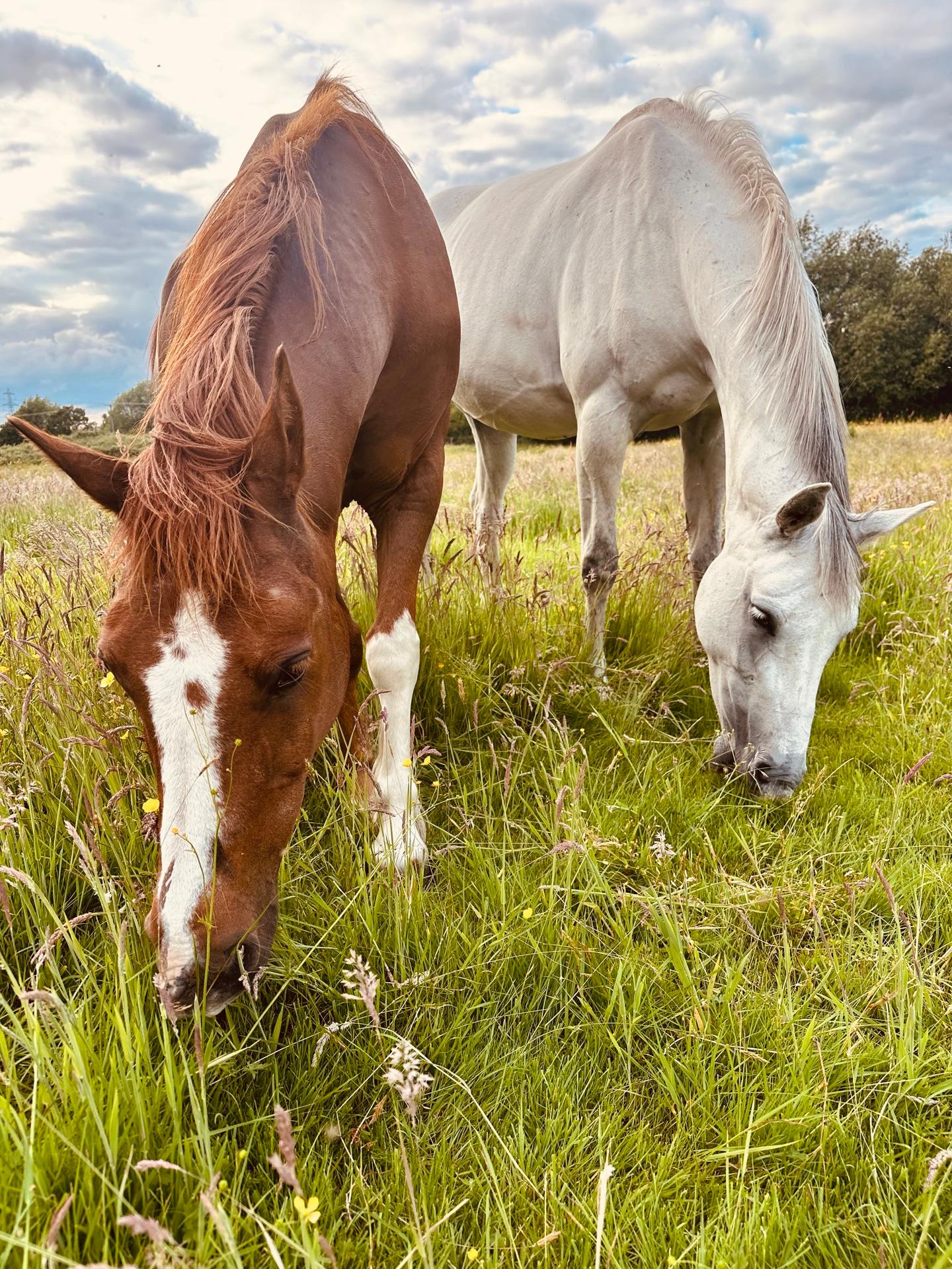 CHJ Equine Freelancer photo 1