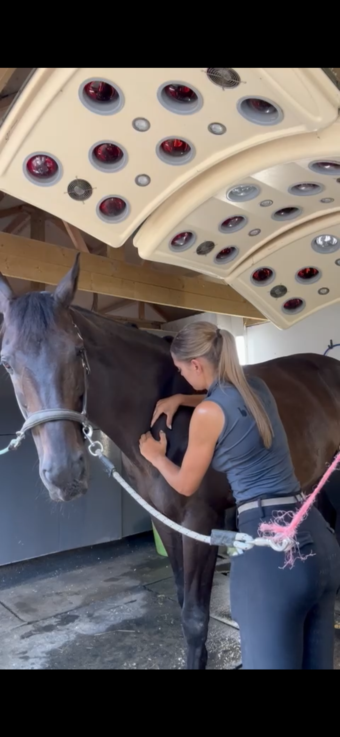 SLC Equine Sports Massage Therapy photo 2