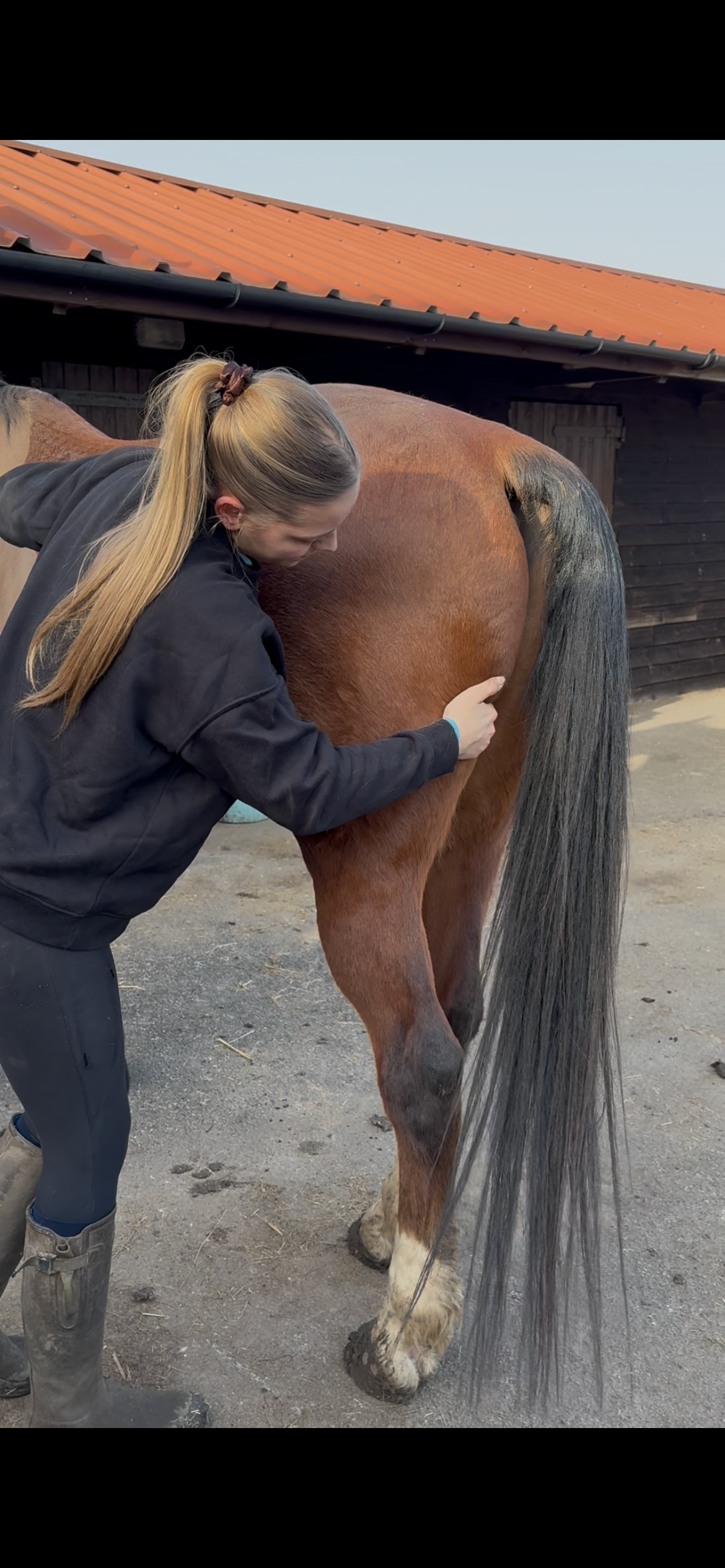 SLC Equine Sports Massage Therapy photo 3