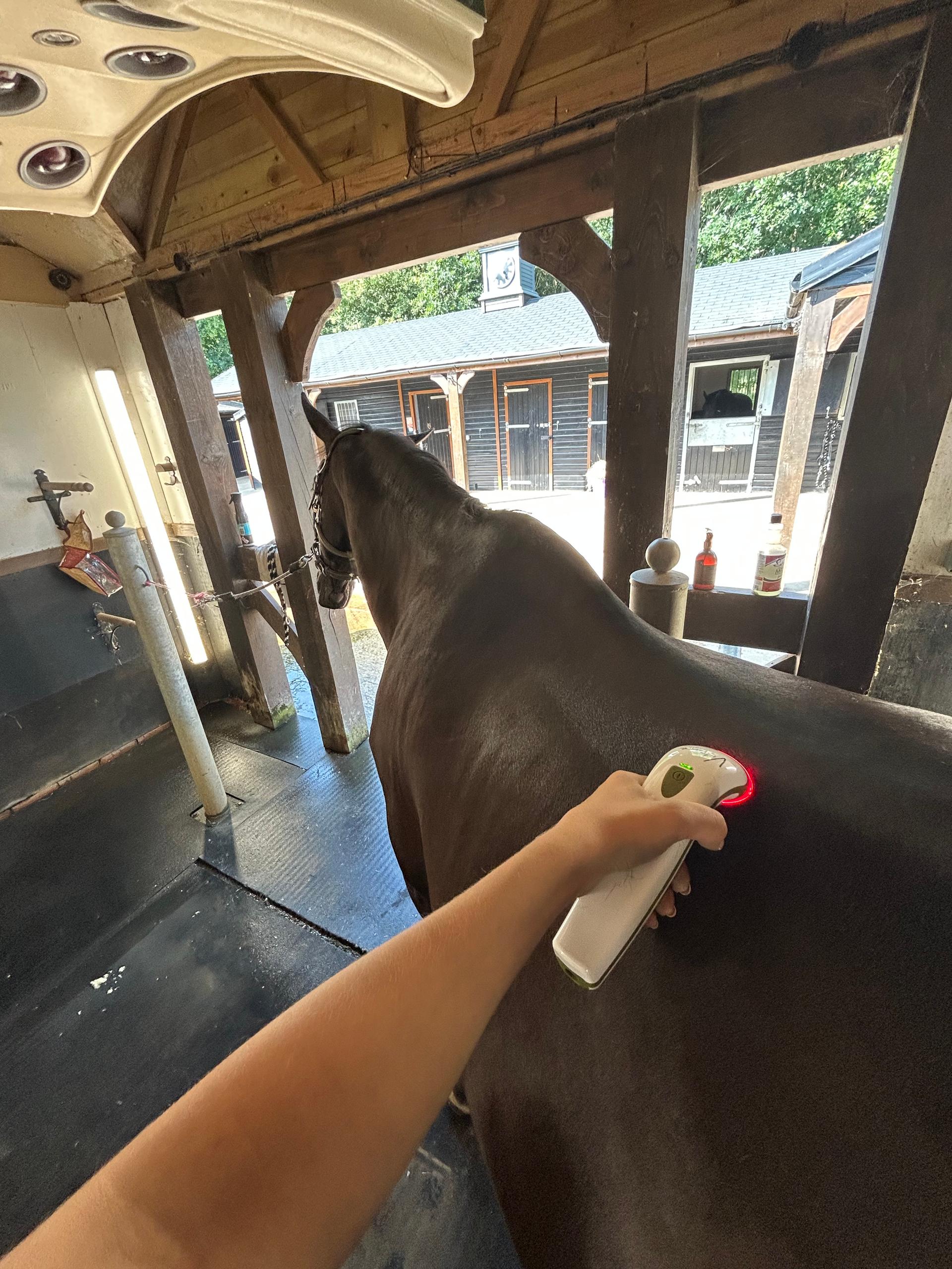 SLC Equine Sports Massage Therapy photo 4
