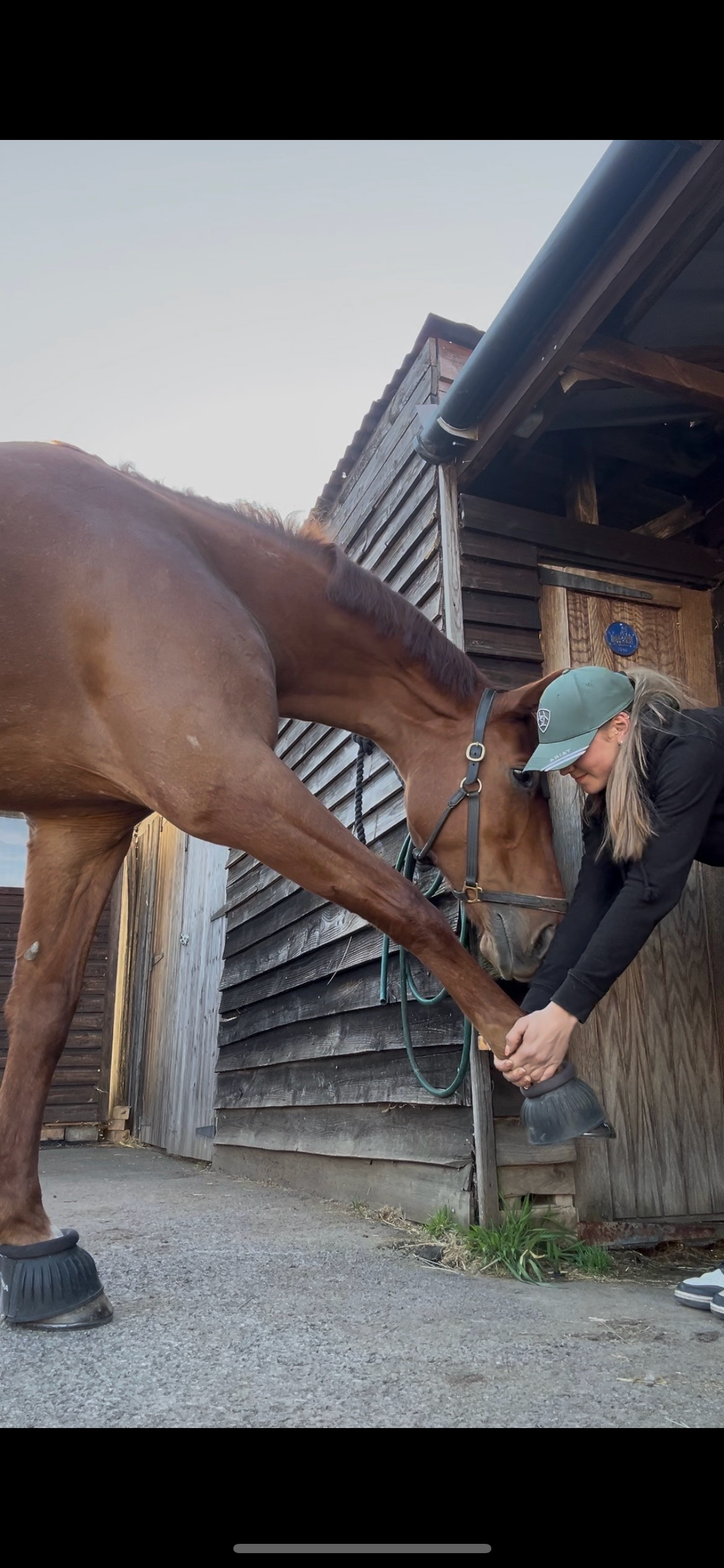 SLC Equine Sports Massage Therapy photo 5