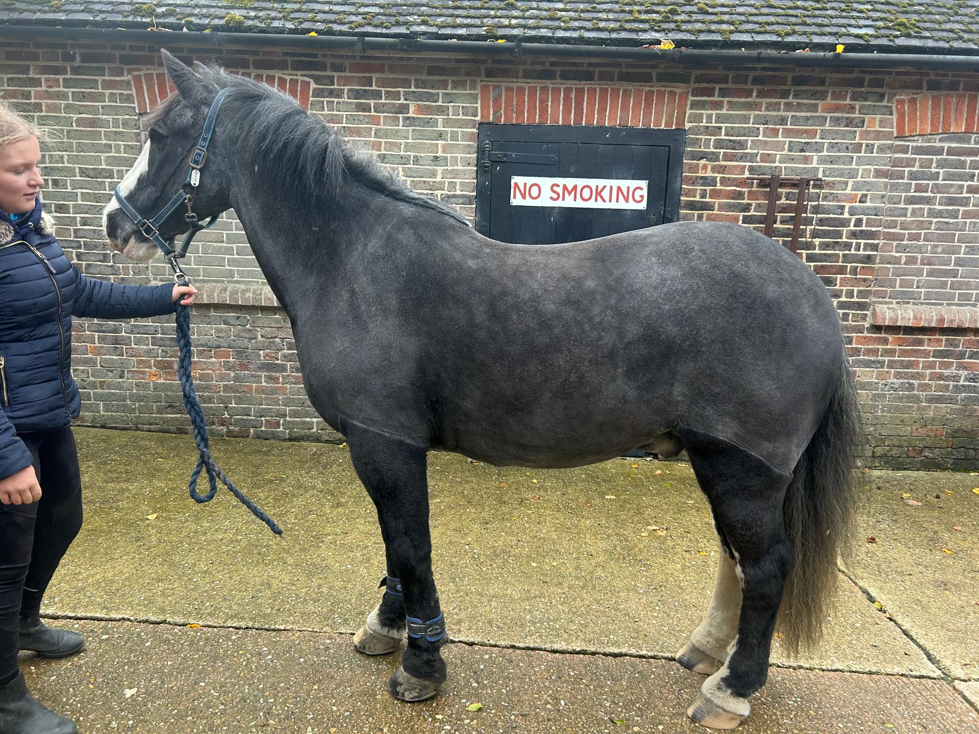 Seelig Equine Services photo 2