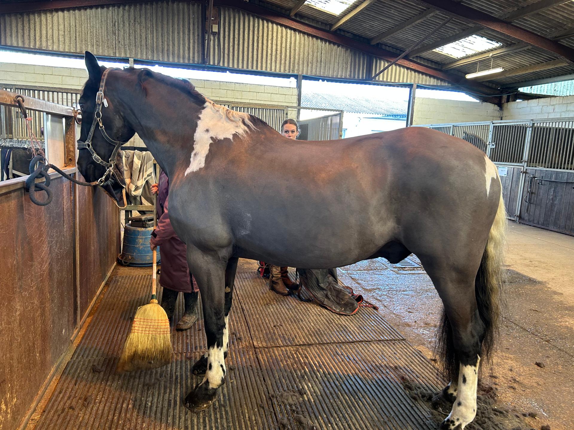 Seelig Equine Services photo 3