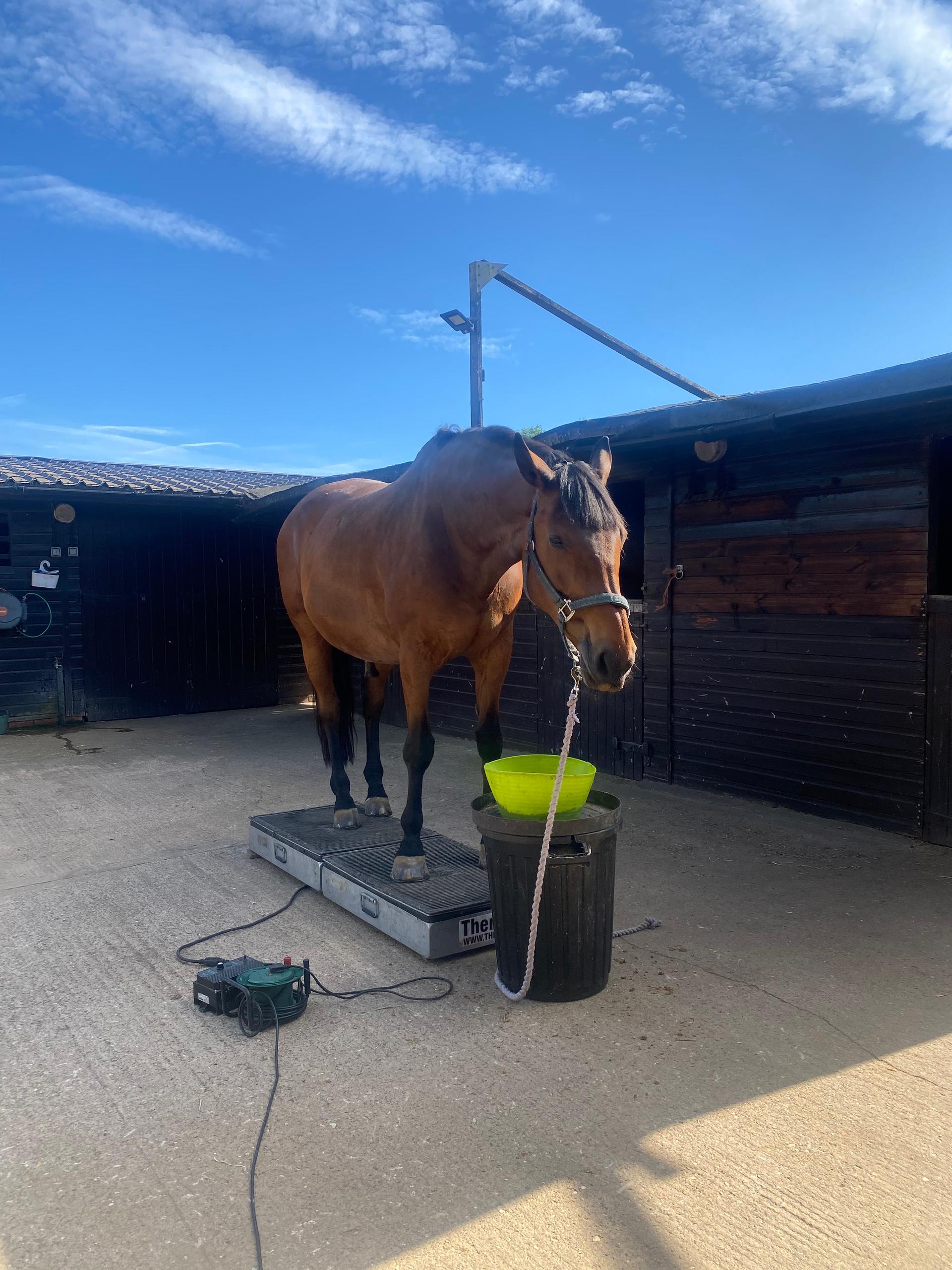 Equine Back To Life photo 1