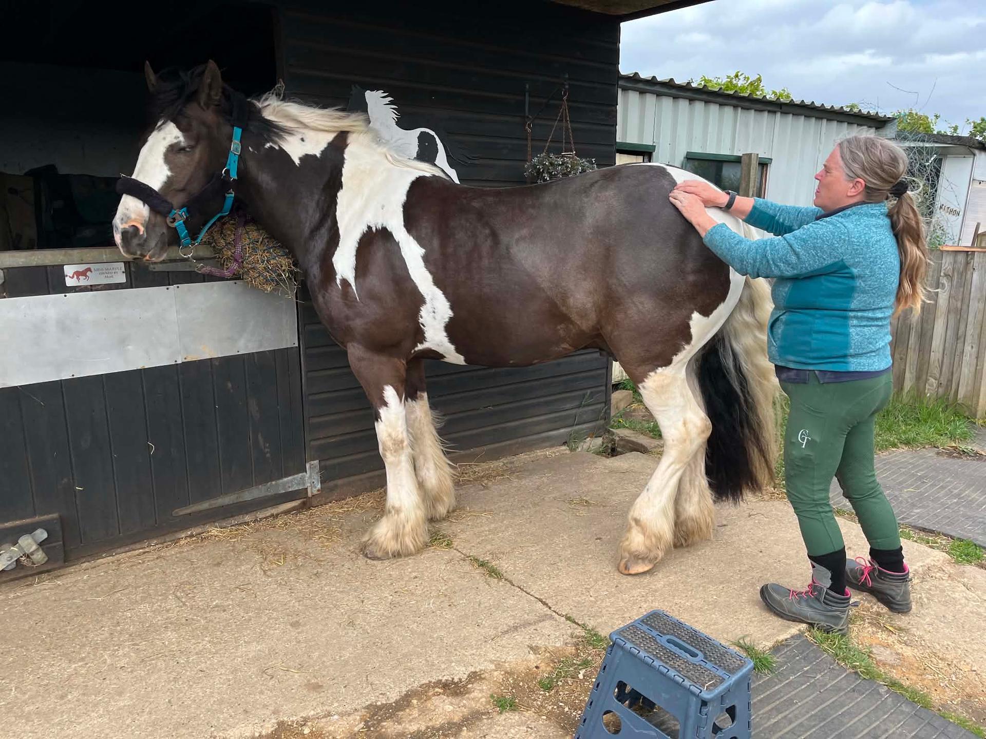 Equine Back To Life photo 2