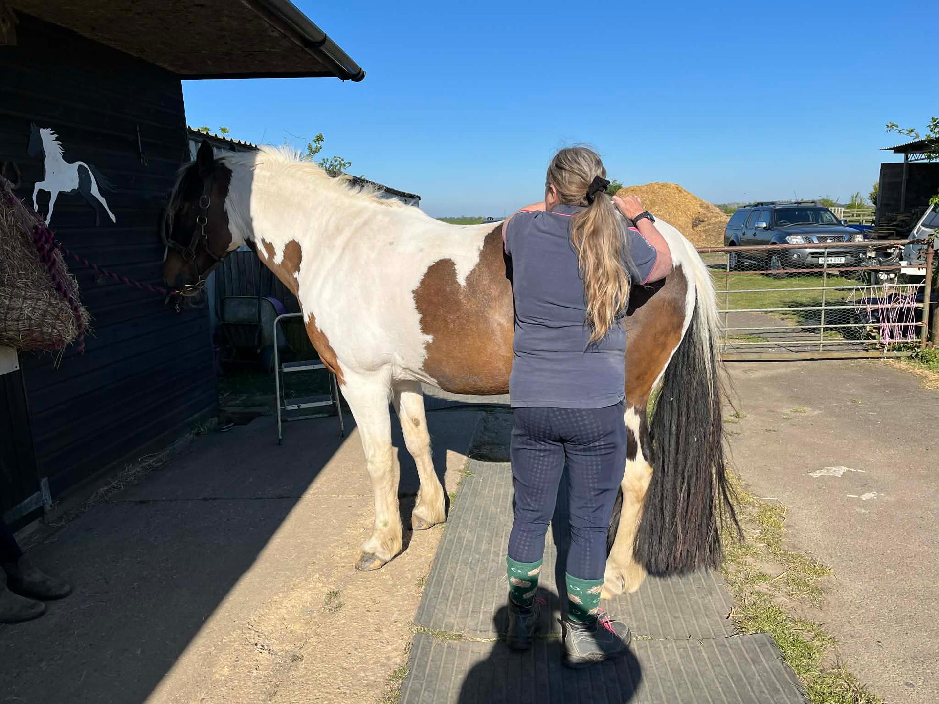 Equine Back To Life photo 5