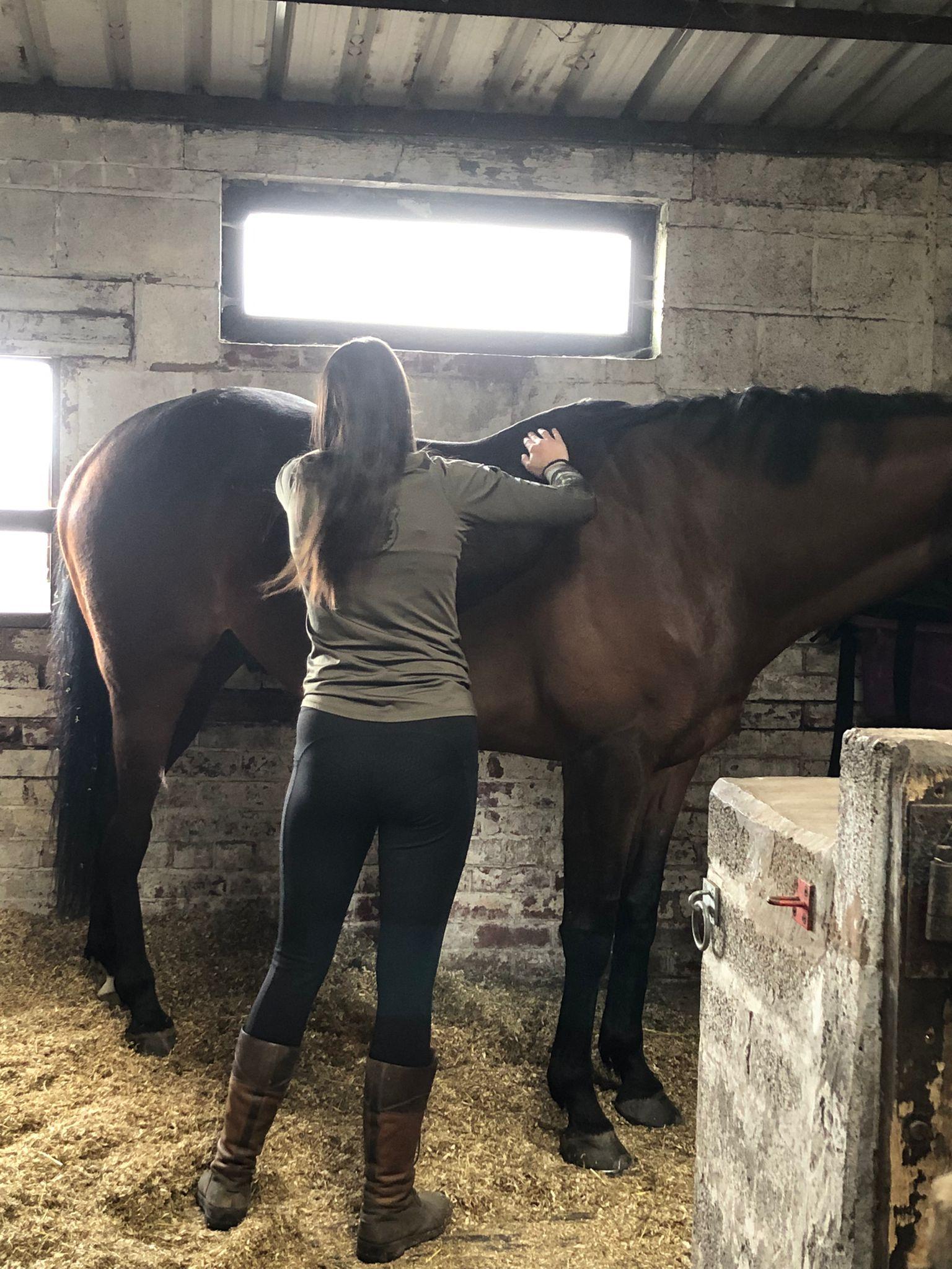 Fletchers Equine Bodywork photo 1