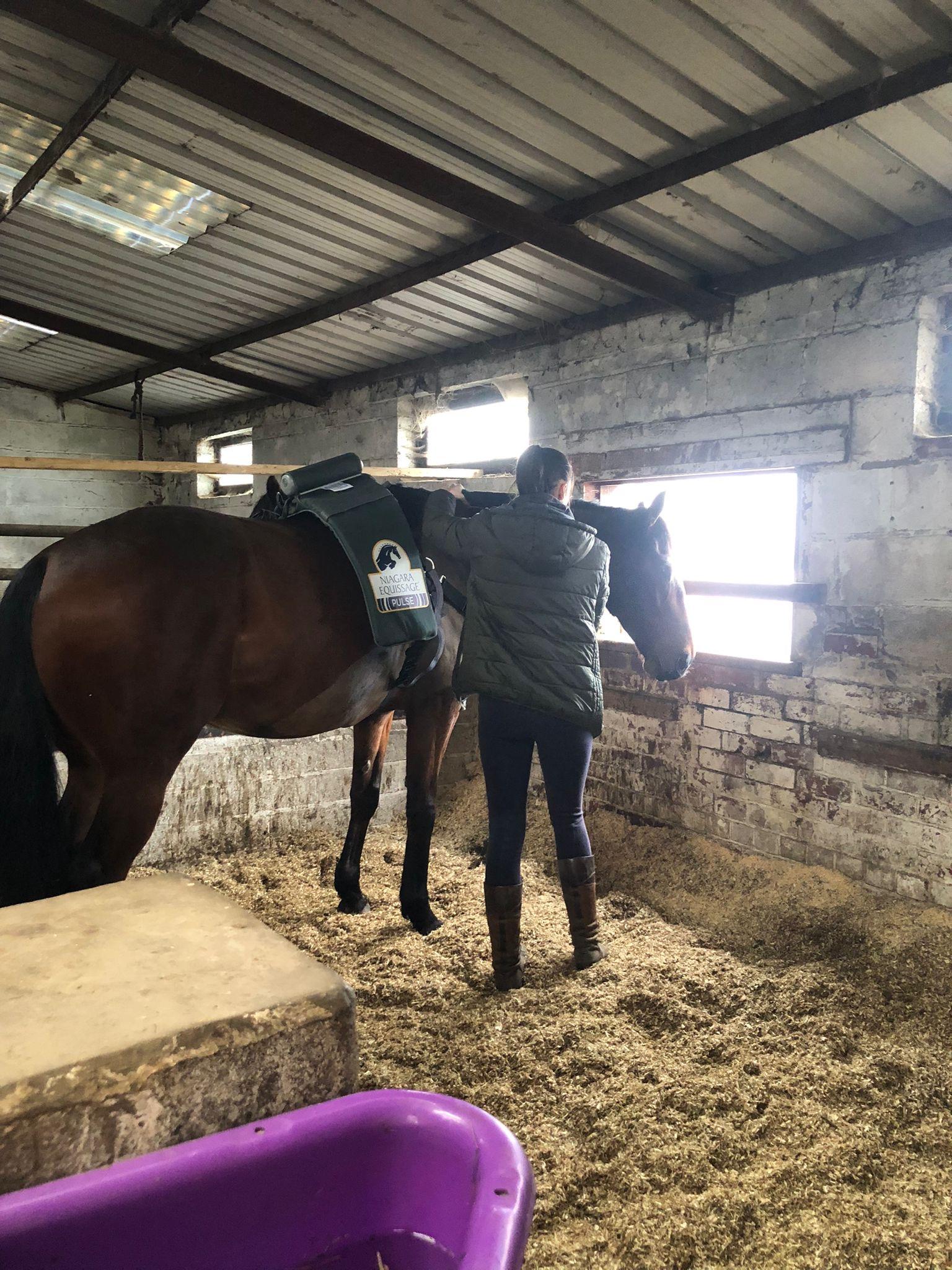 Fletchers Equine Bodywork photo 2