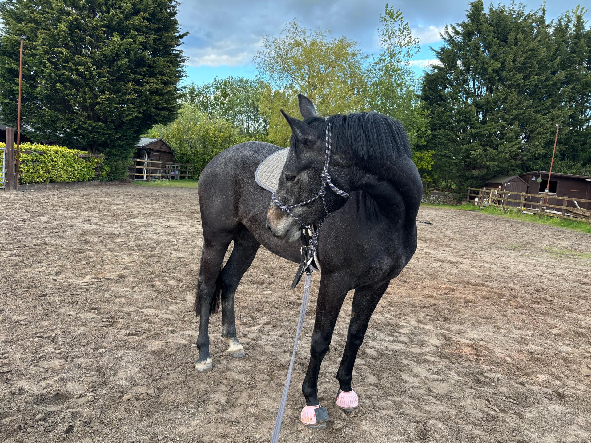 ID Equine Services photo 5