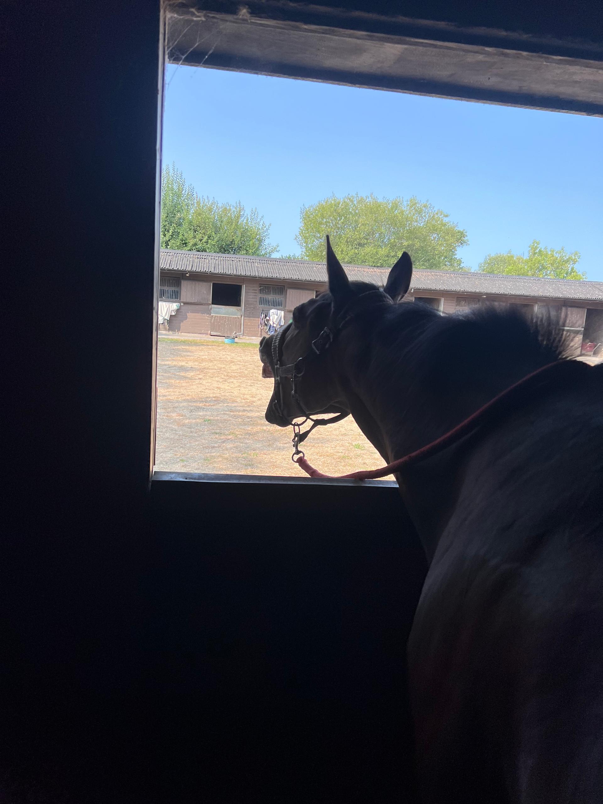 K L Equine therapy photo 2