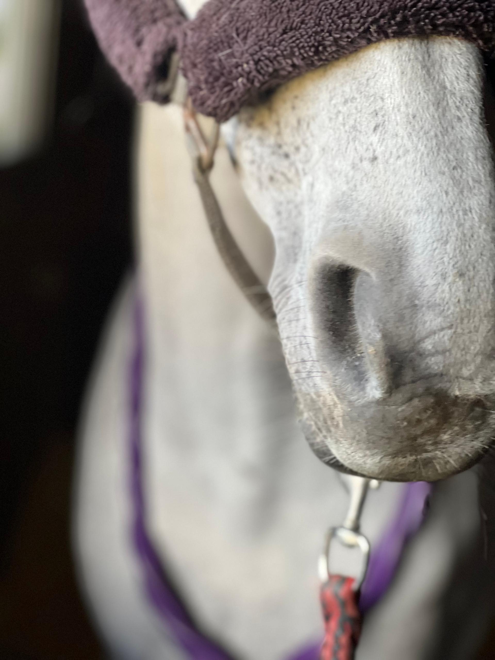 K L Equine therapy photo 4
