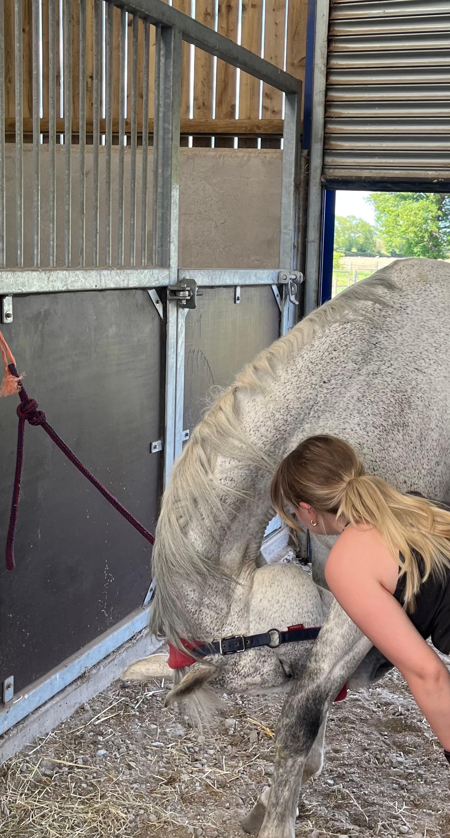 SM Equine Massage Therapy photo 2