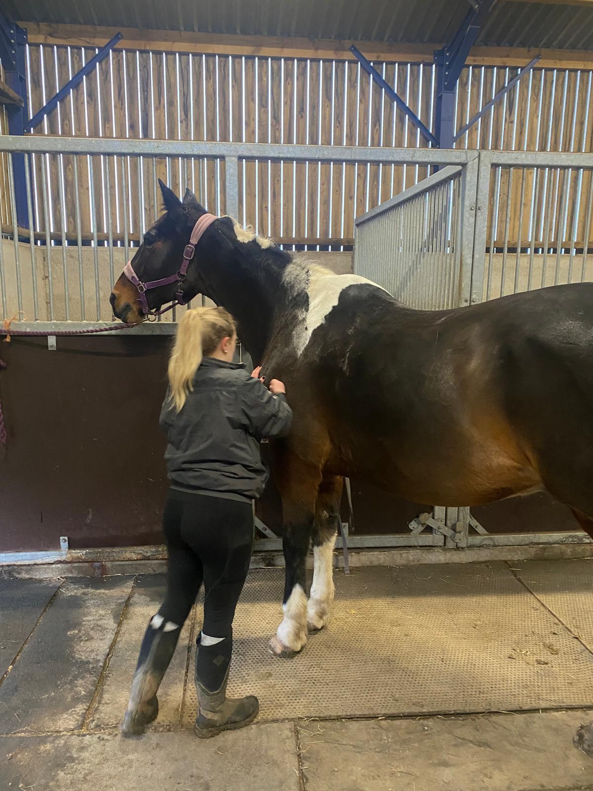 SM Equine Massage Therapy photo 3