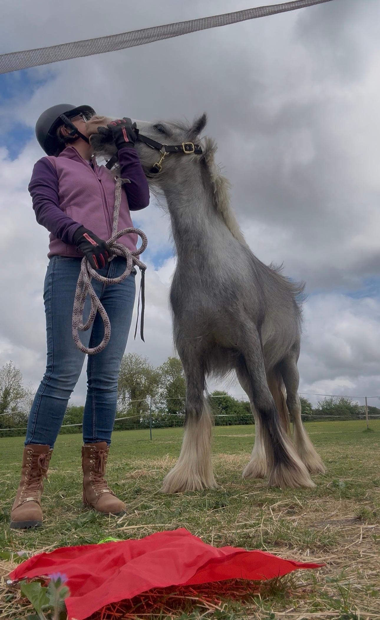 G W Equine Services photo 4