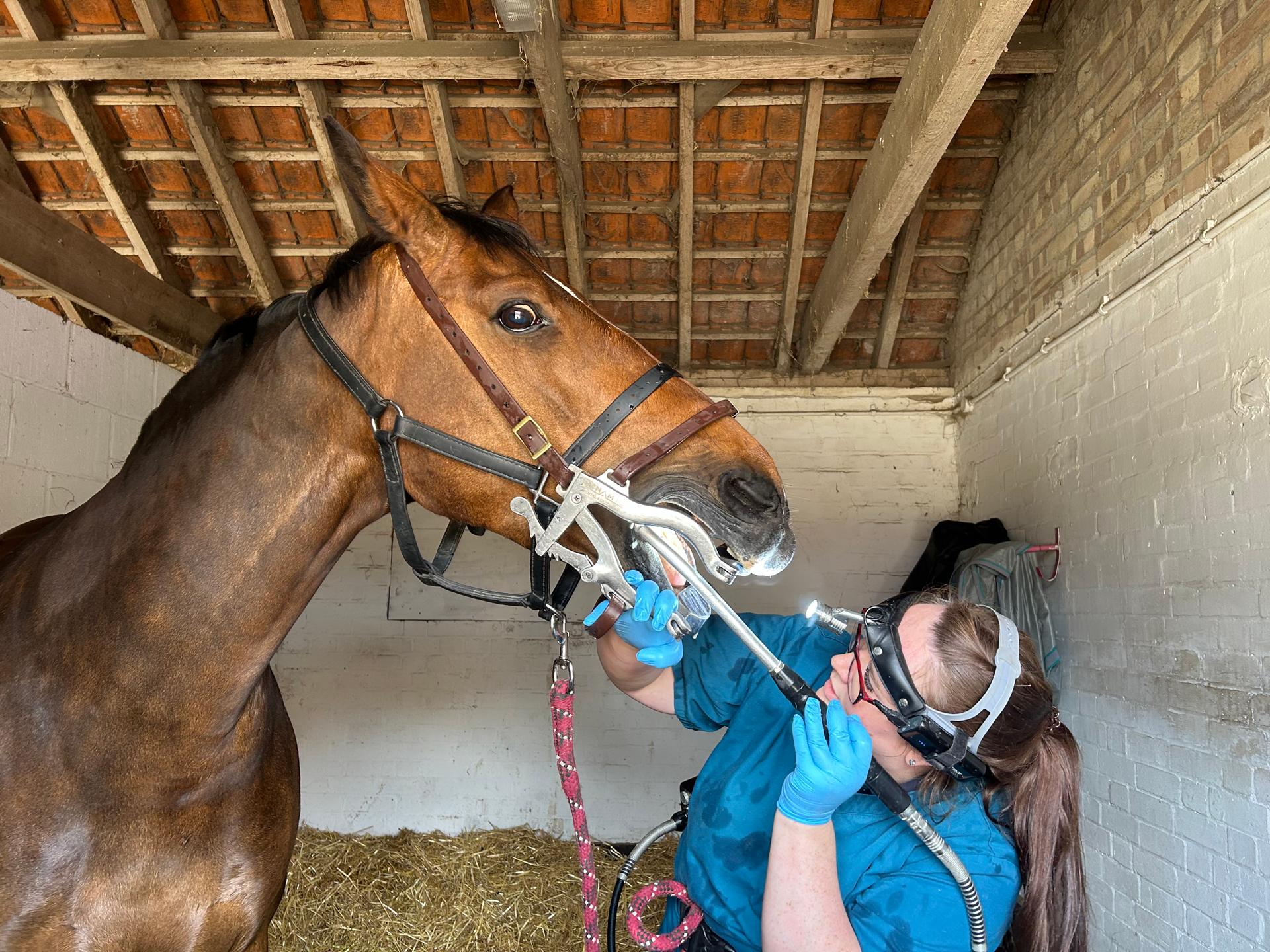 Lauren McCartney Equine Dentistry