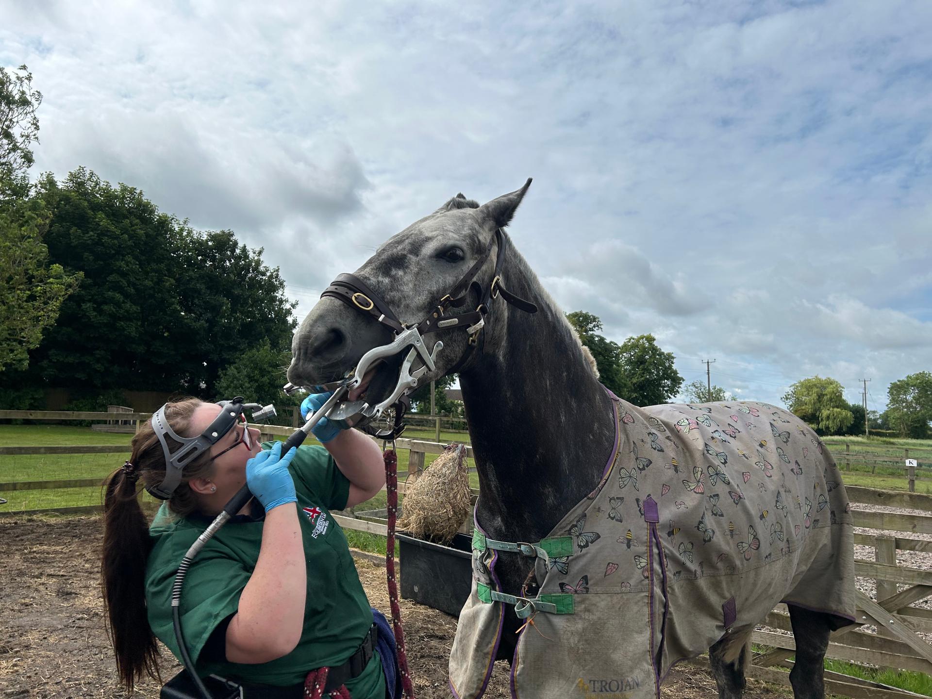 Lauren McCartney Equine Dentistry photo 2