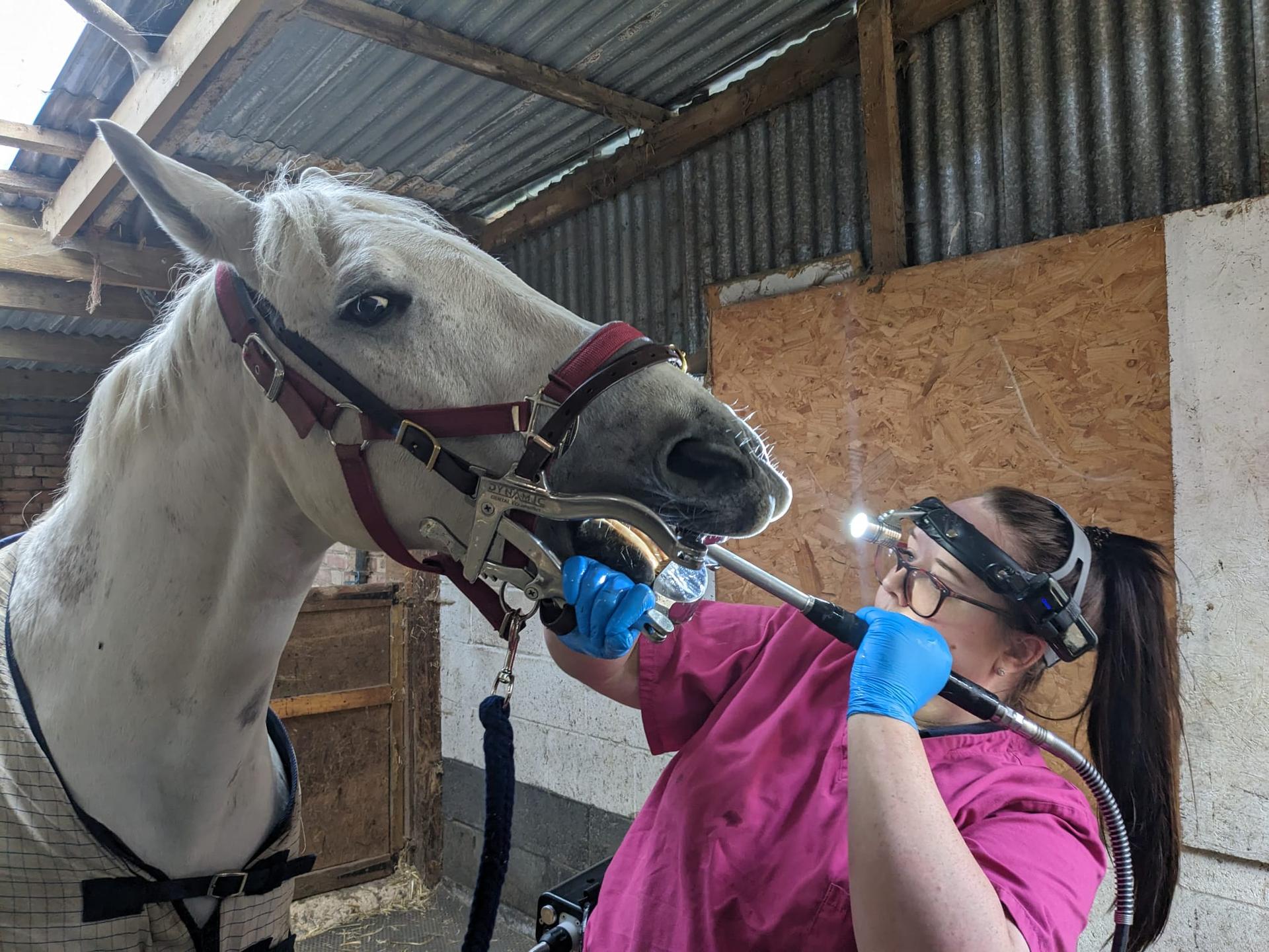 Lauren McCartney Equine Dentistry photo 3