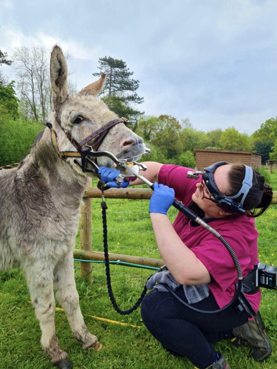 Lauren McCartney Equine Dentistry photo 4