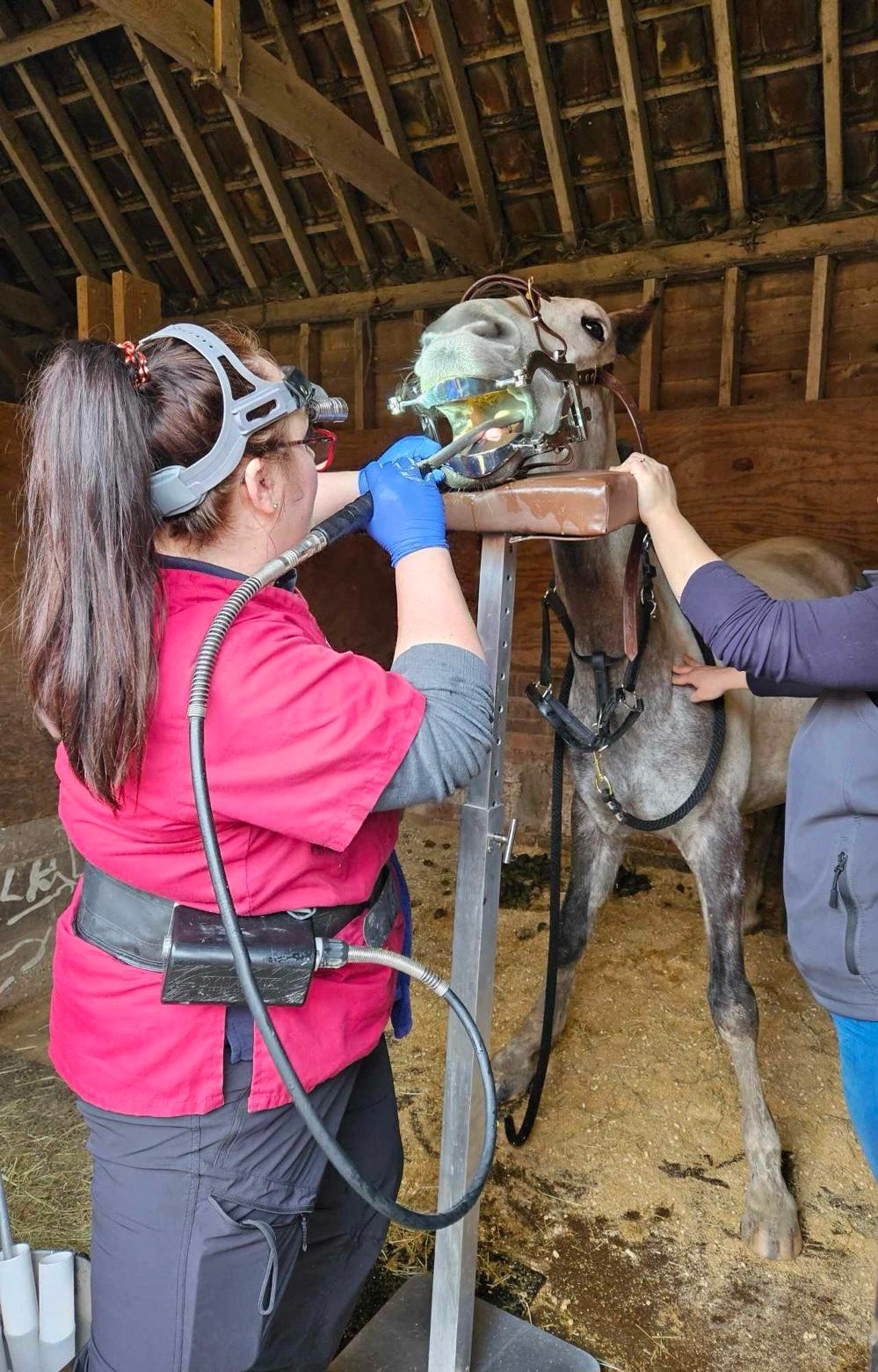 Lauren McCartney Equine Dentistry photo 5
