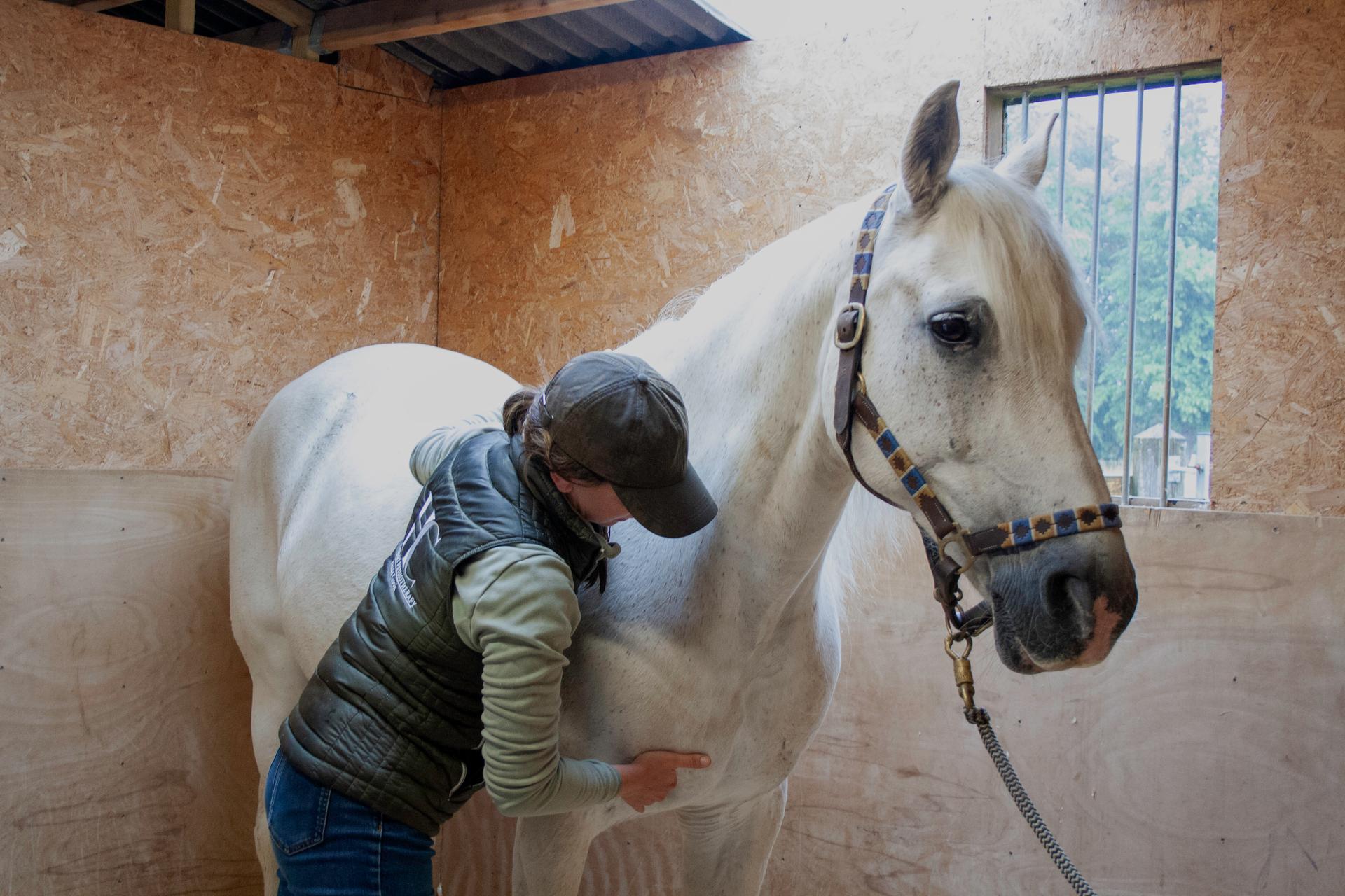 HC Veterinary Physiotherapy photo 3