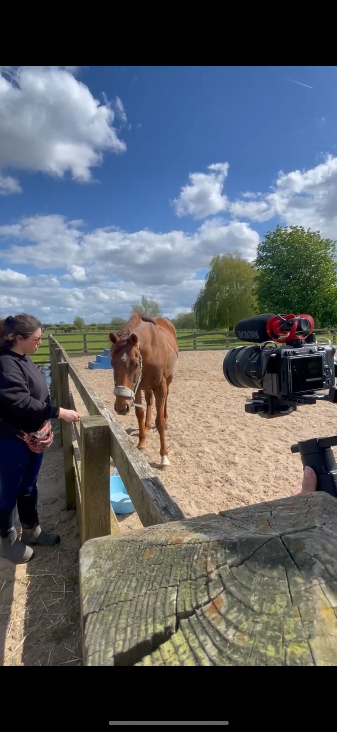 Equine Motion and Mind photo 2