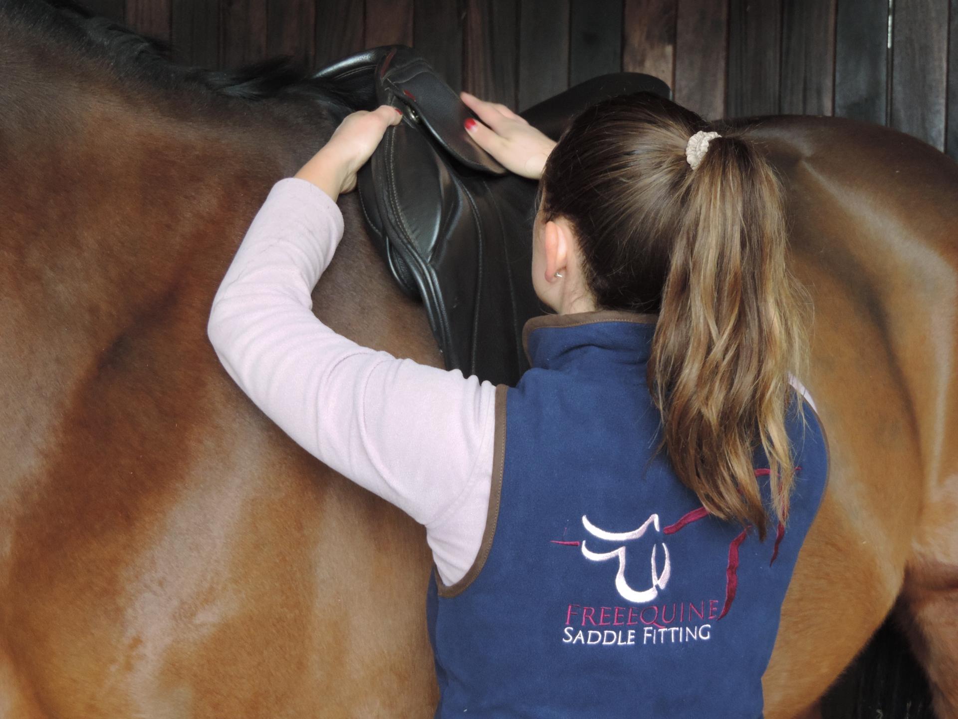 Freeequine Saddle Fitting photo 2