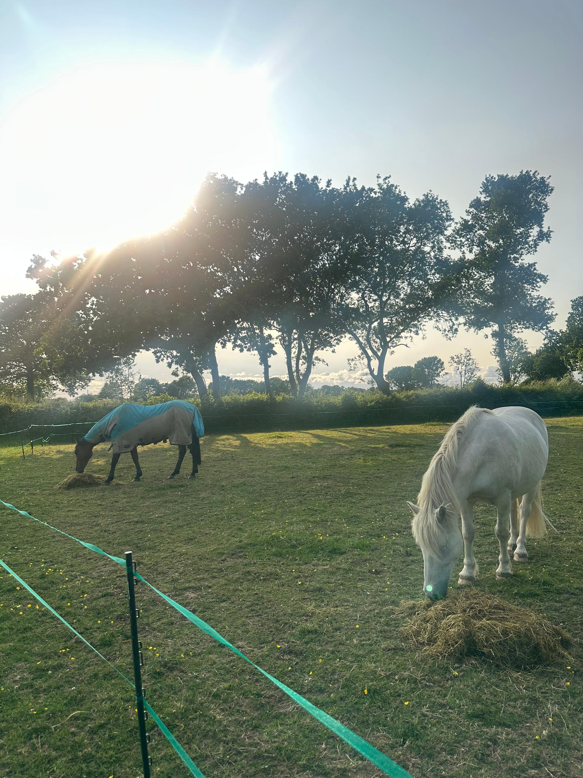 Sundown Cleaning & Equine Services photo 2