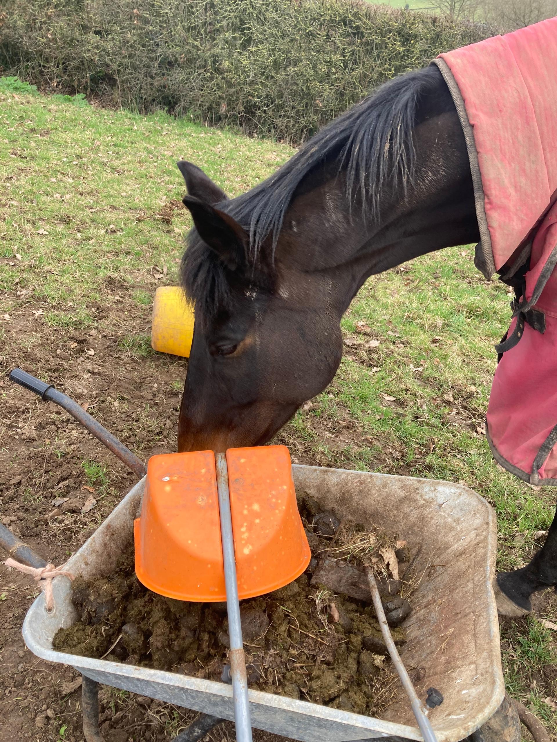 Sundown Cleaning & Equine Services photo 3